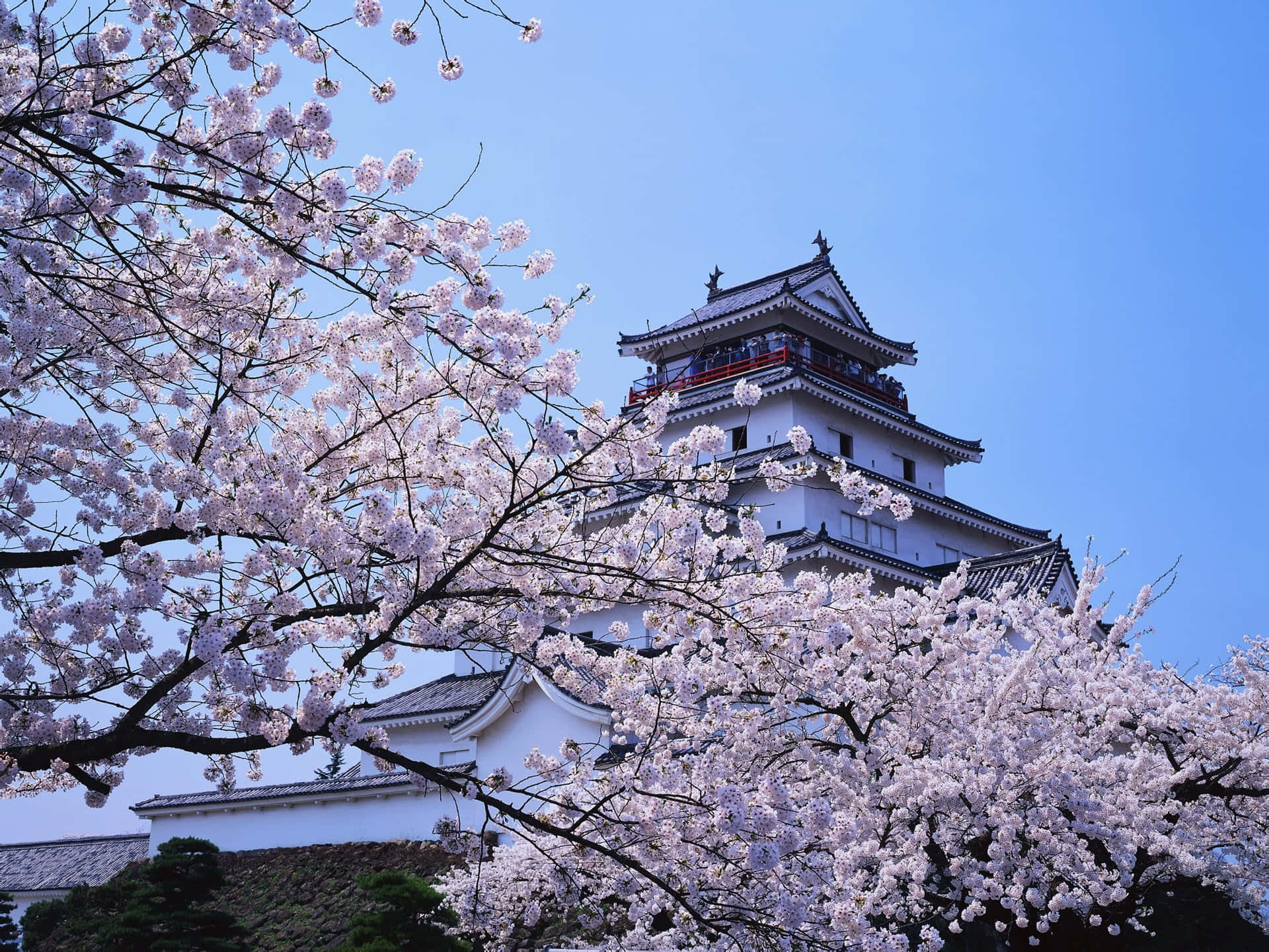 日本 桌布 壁紙 — 粉紅色的櫻花襯托著傳統的白色日本城堡，背景是清澈的藍天。