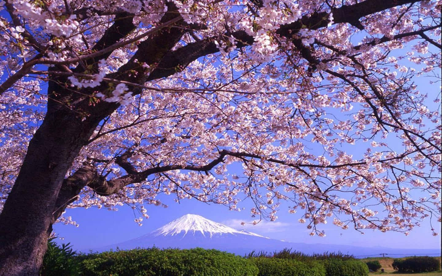 Sakura 桌布 壁紙 — 粉紅色的櫻花襯托著晴朗藍天下雄偉的富士山，山頂積雪。