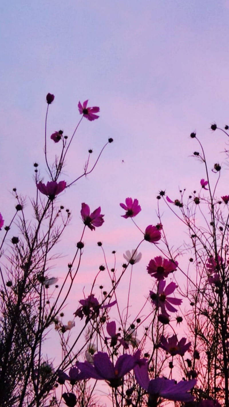 Wildflowers 桌布 壁紙 — 粉紅色的波斯菊在柔和的紫色和粉紅色暮色天空中搖曳。