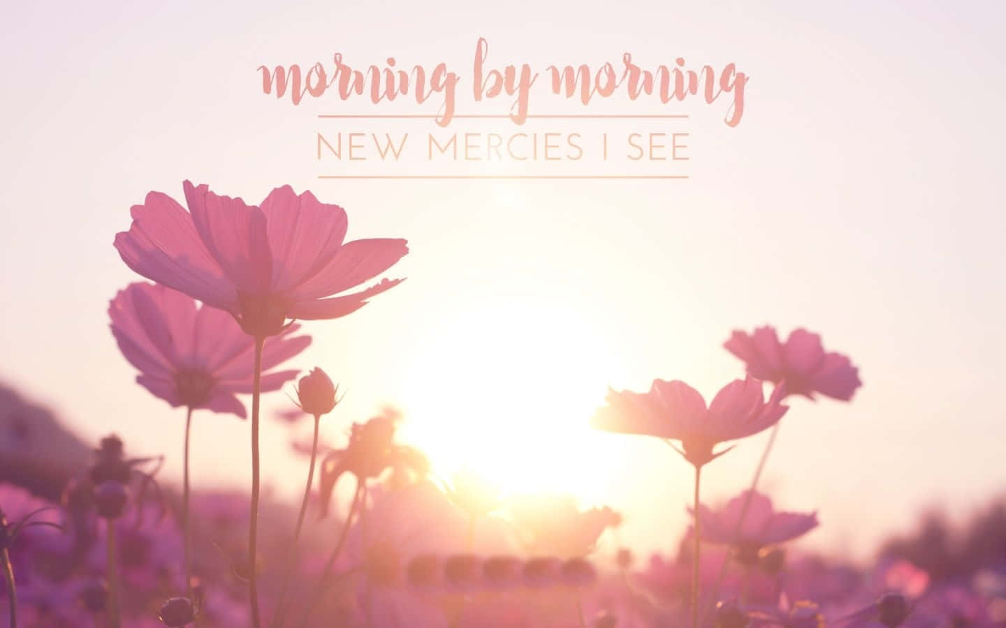 Morning Sunrise 桌布 壁紙 — 粉紅色的波斯菊在溫暖的日出天空中柔和地發光，並帶有鼓舞人心的文字疊加。