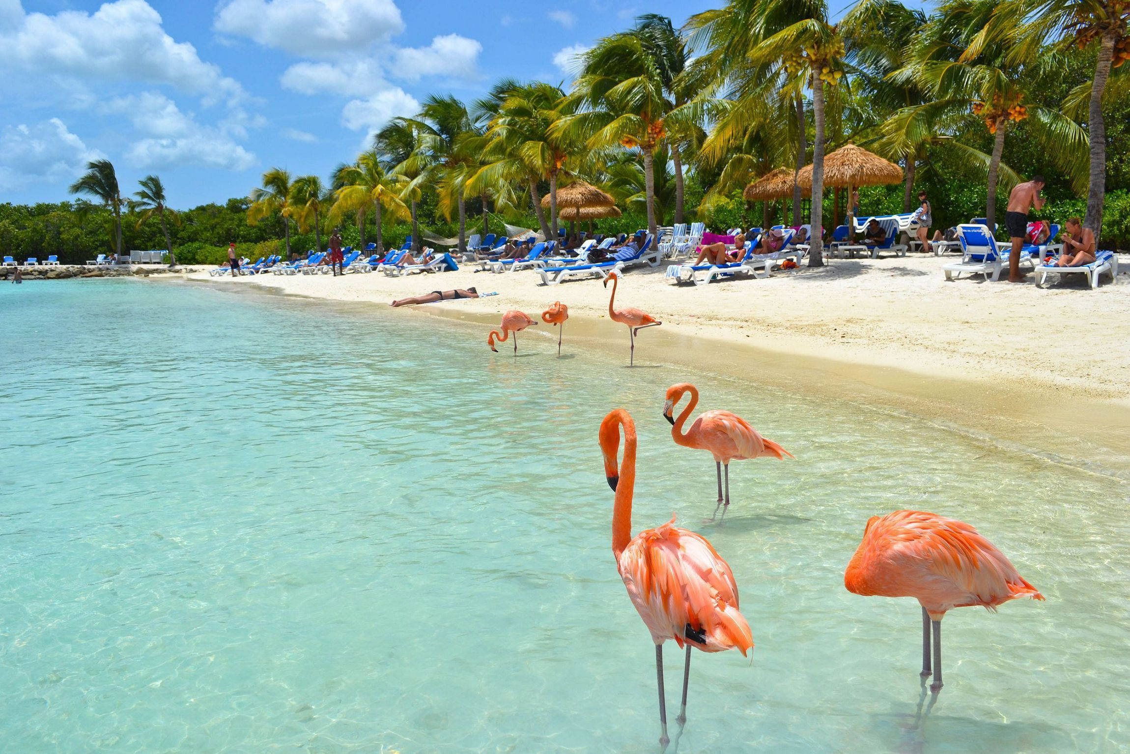 Aruba 桌布 壁紙 — 粉紅色的火烈鳥在碧綠的淺水中涉水，旁邊是沙灘，沙灘上種滿棕櫚樹和曬太陽的人，天空湛藍。