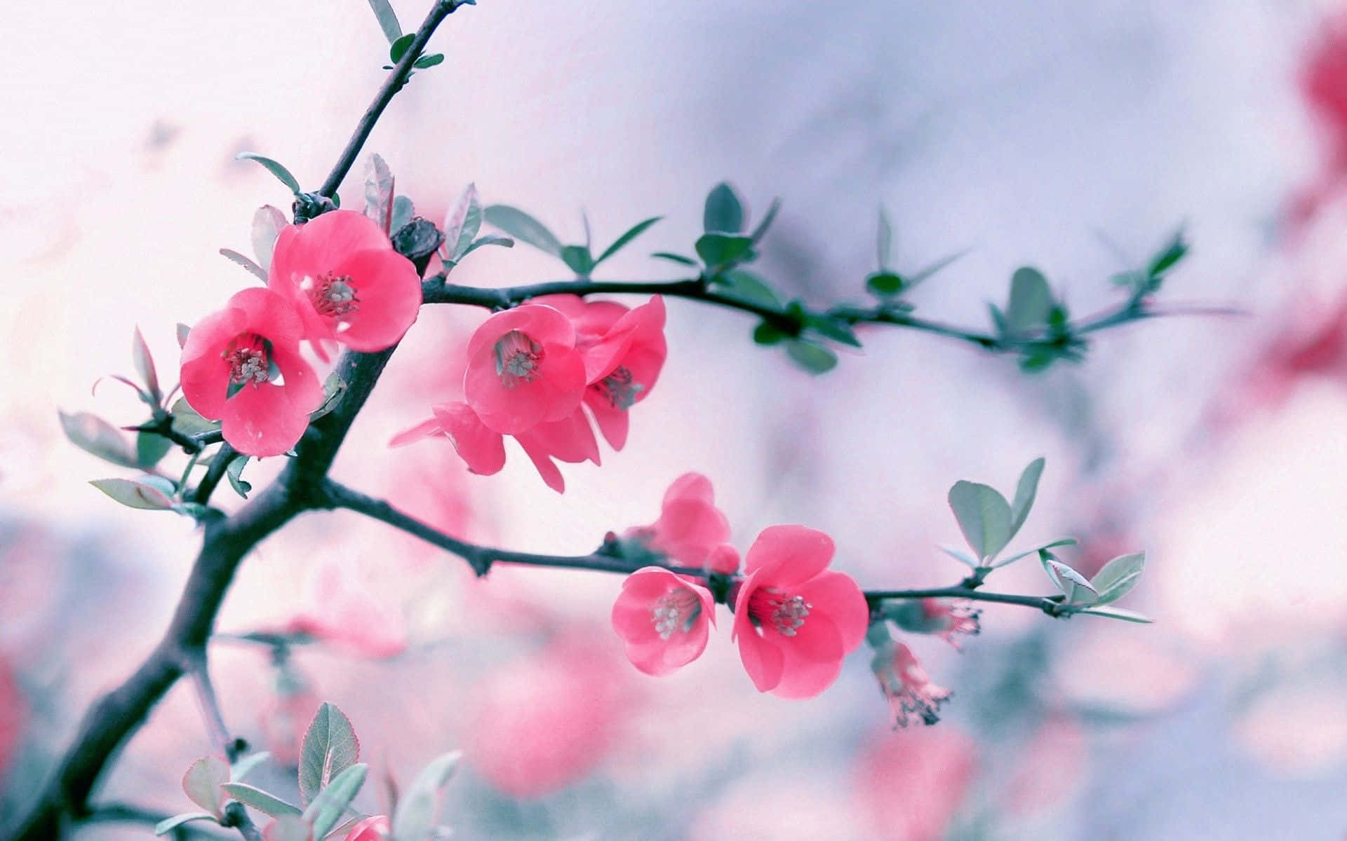 Flowers Laptop 桌布 壁紙 — 粉紅色的花朵在纖細的枝條上 delicately 綻放，背景是柔和模糊的天空。
