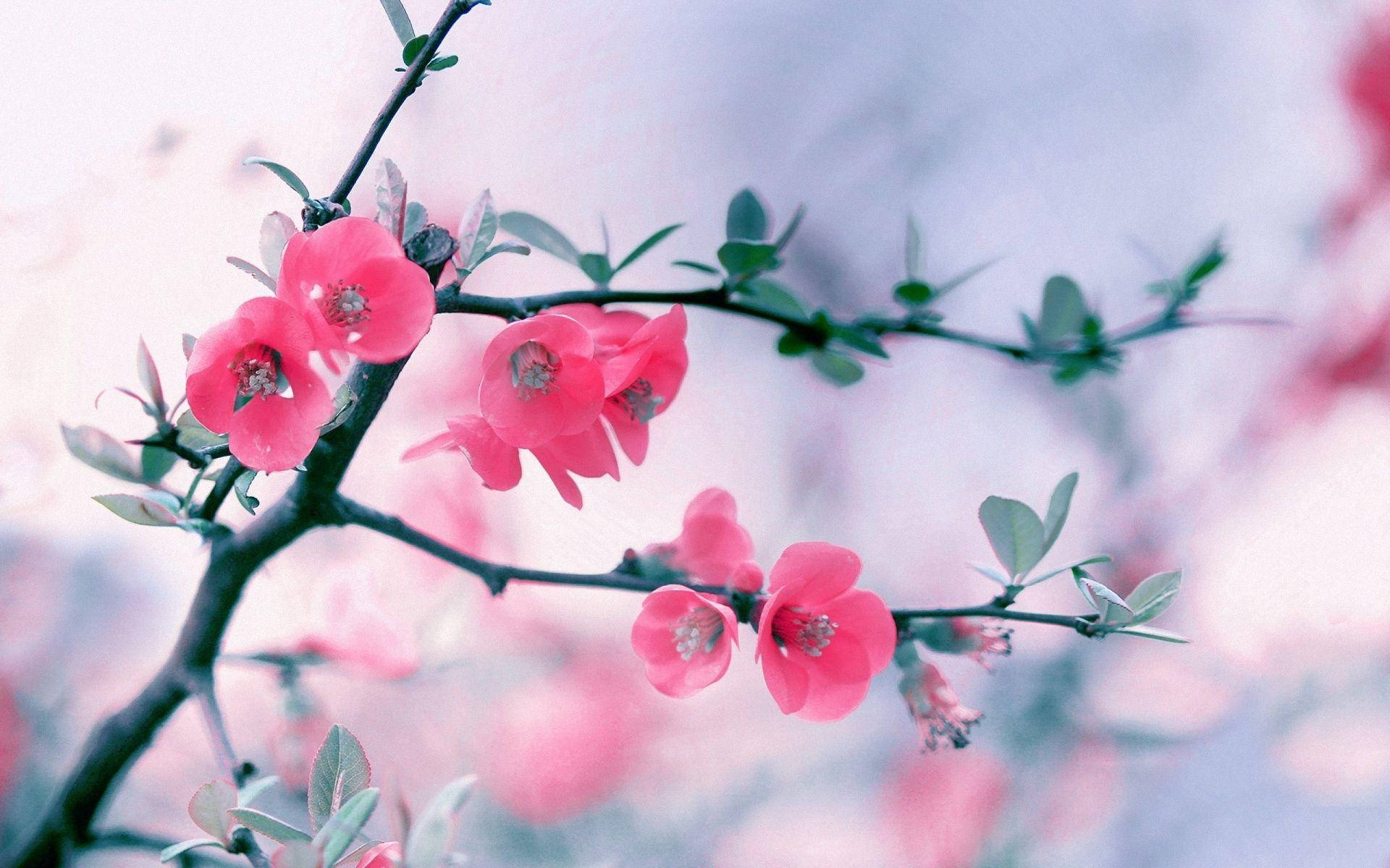 Pink Flower 桌布 壁紙 — 粉紅色的花朵在纖細的枝條上嬌嫩綻放，背景是柔和模糊的粉彩天空。