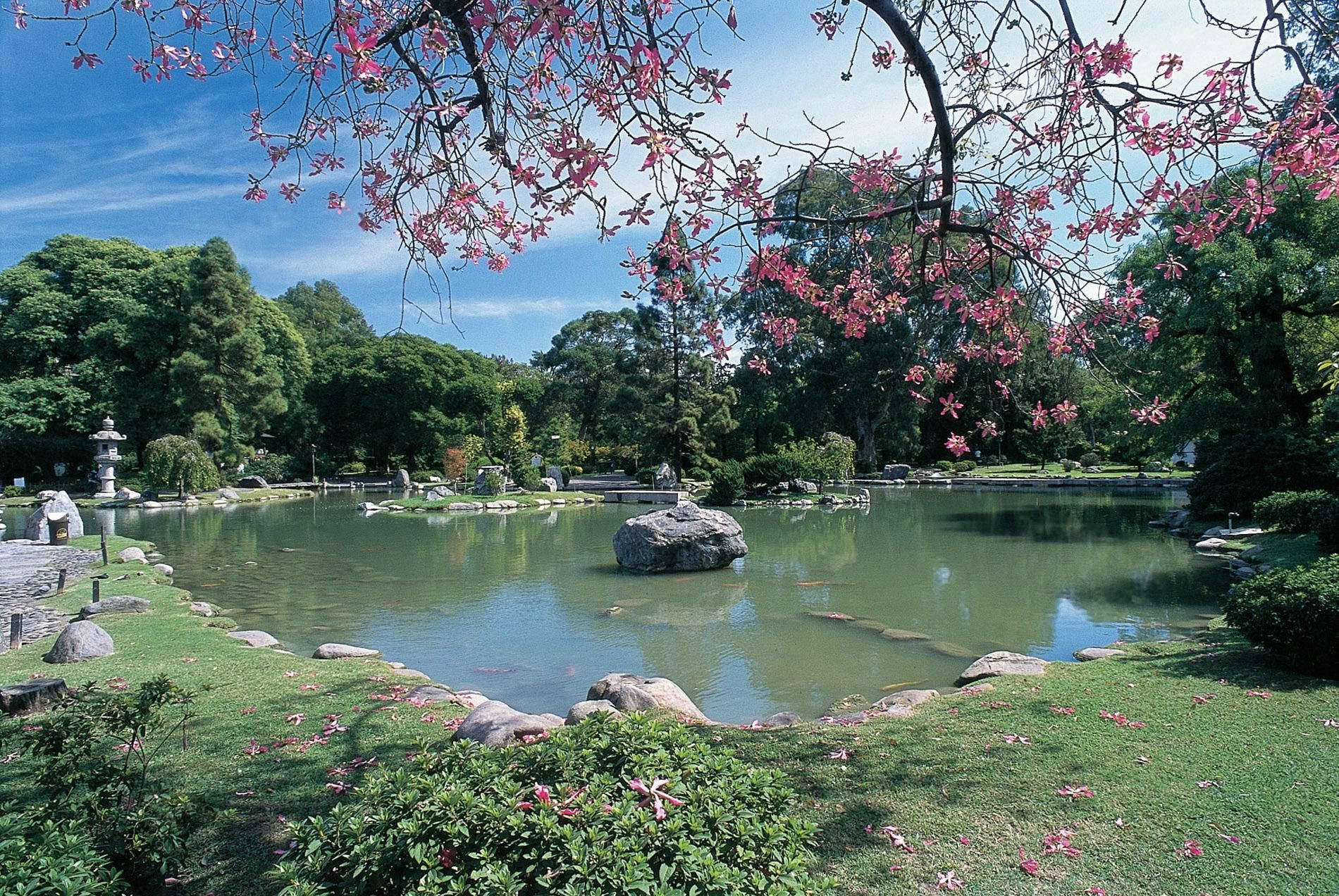 Aires 桌布 壁紙 — 粉紅色的花朵垂掛在寧靜的池塘上，池塘周圍環繞著茂密的綠植和石燈籠，在清澈的藍天下。