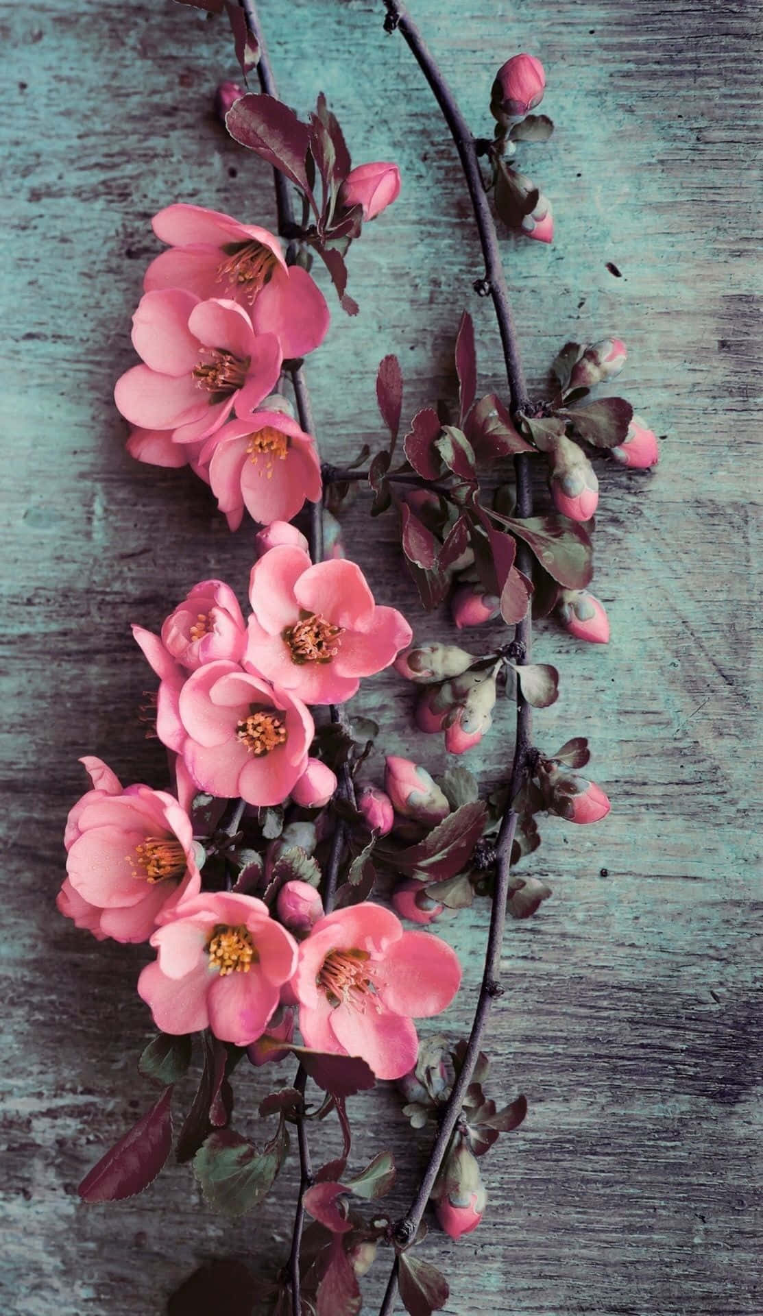 Pink Flowers 桌布 壁紙 — 粉紅色的花朵帶有黃色花蕊，在深色樹枝上綻放，背景是風化的青綠色木質表面。