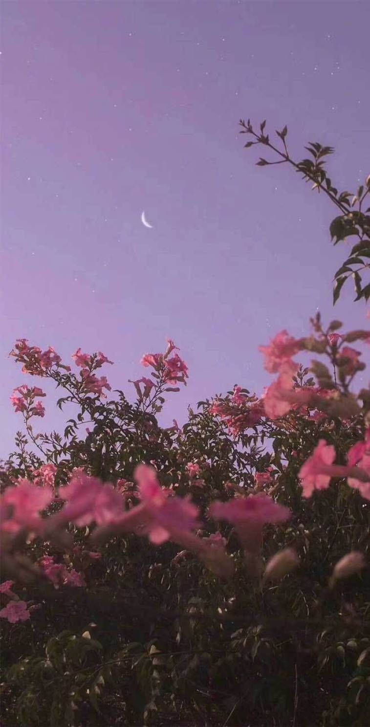 Flowers 桌布 壁紙 — 粉紅色的花朵框住一彎新月，背景是星光閃爍的薰衣草色暮色天空。