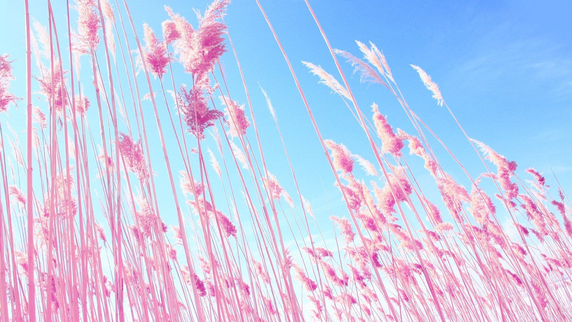 Blue Pastel Aesthetic 桌布 壁紙 — 粉紅色的蒲葦在清澈的藍天下，在夢幻的粉彩田野中優雅地搖曳。