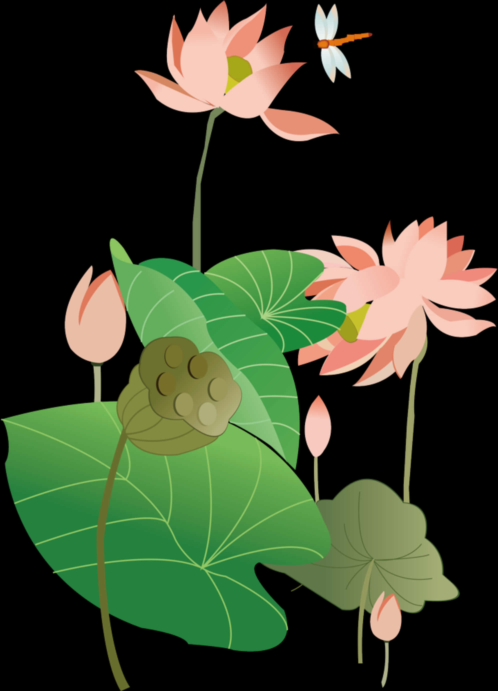 lotus 桌布 壁紙 — 粉紅色的蓮花和綠葉在純黑色背景上漂浮，附近有一隻蜻蜓盤旋。