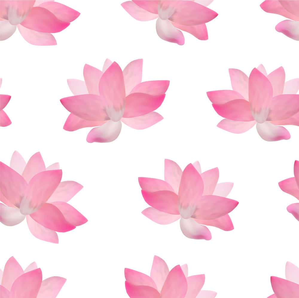 lotus 桌布 壁紙 — 粉紅色的蓮花在潔白的背景上以無縫圖案漂浮。