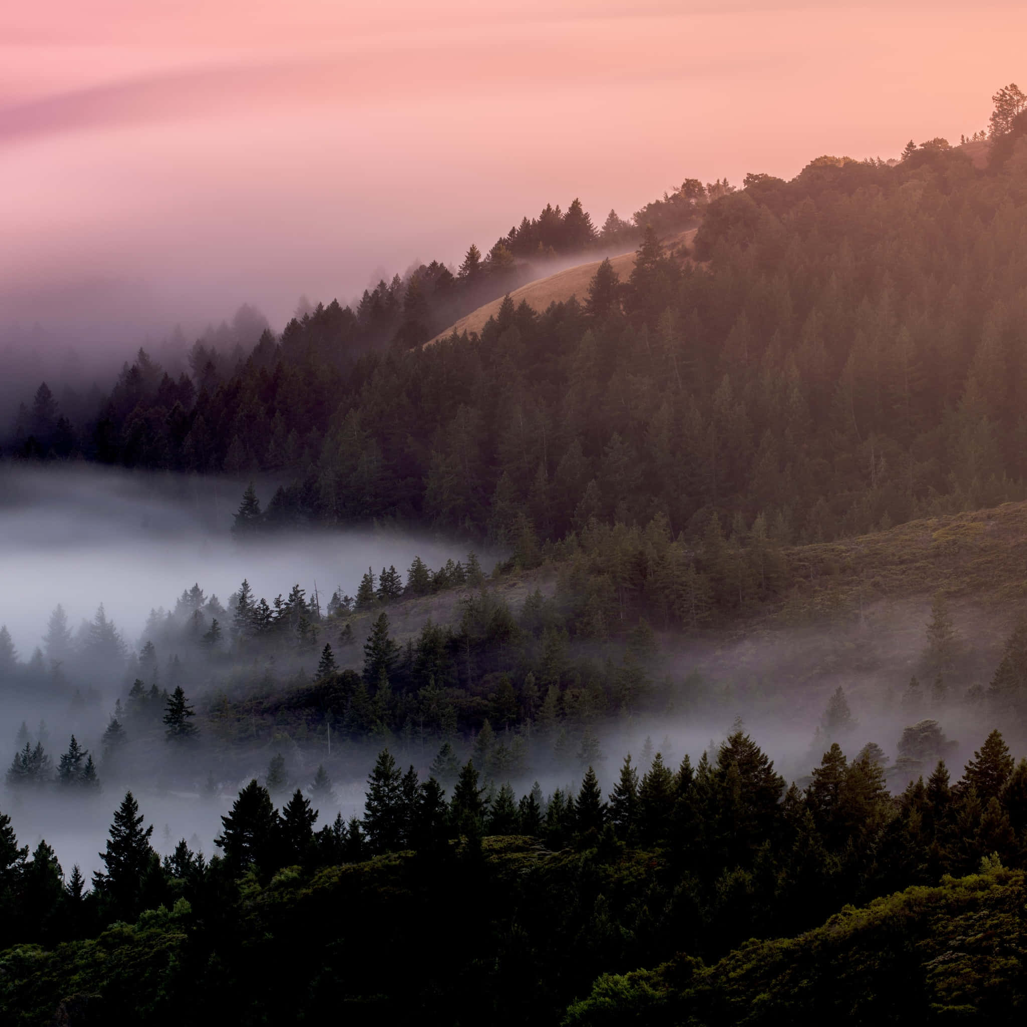 Foggy Aesthetic 桌布 壁紙 — 粉紅色的黎明光線穿過籠罩著森林山谷的薄霧，松樹的剪影若隱若現。