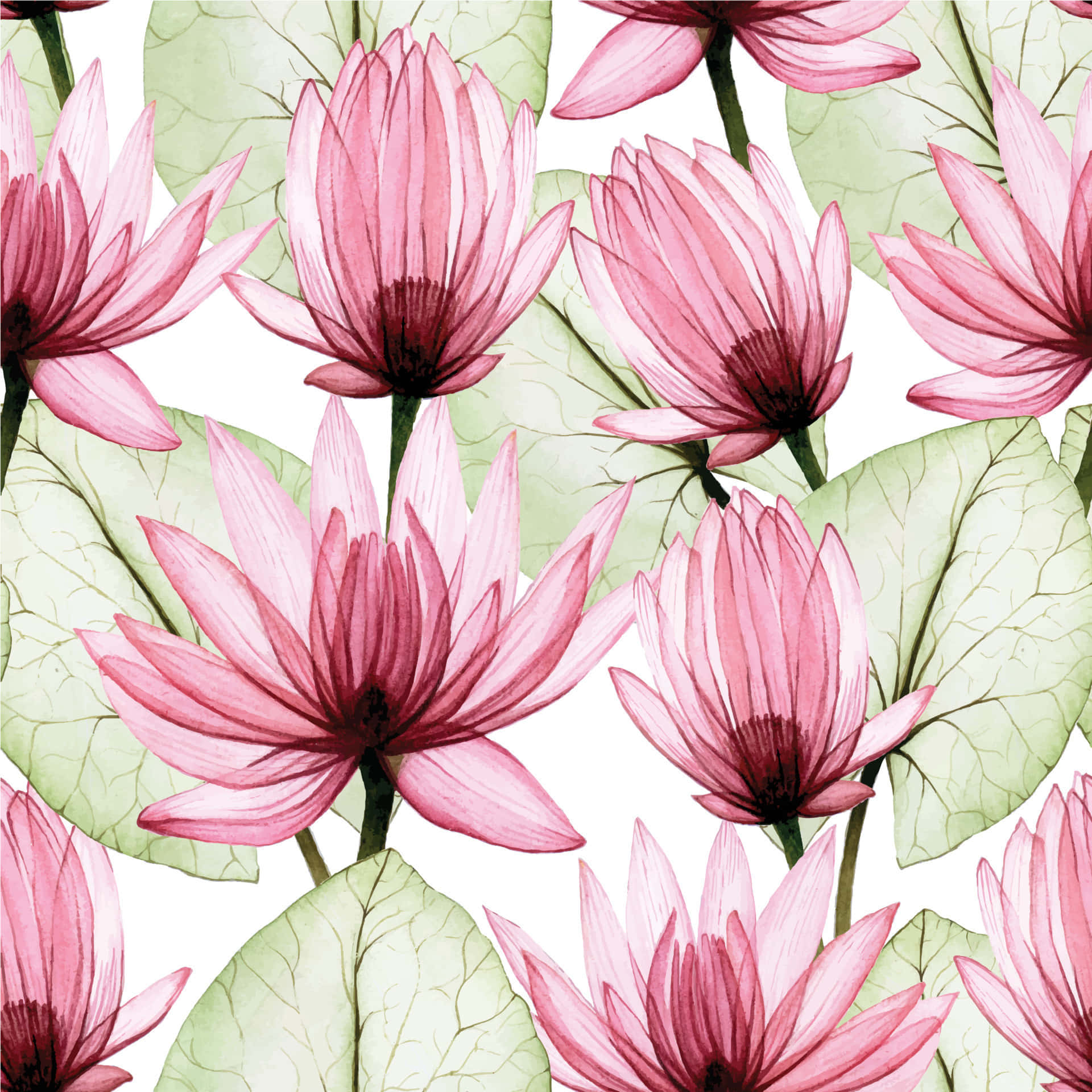 lotus 桌布 壁紙 — 粉紅色睡蓮與綠色葉子在白色背景上以重複水彩圖案盛開。