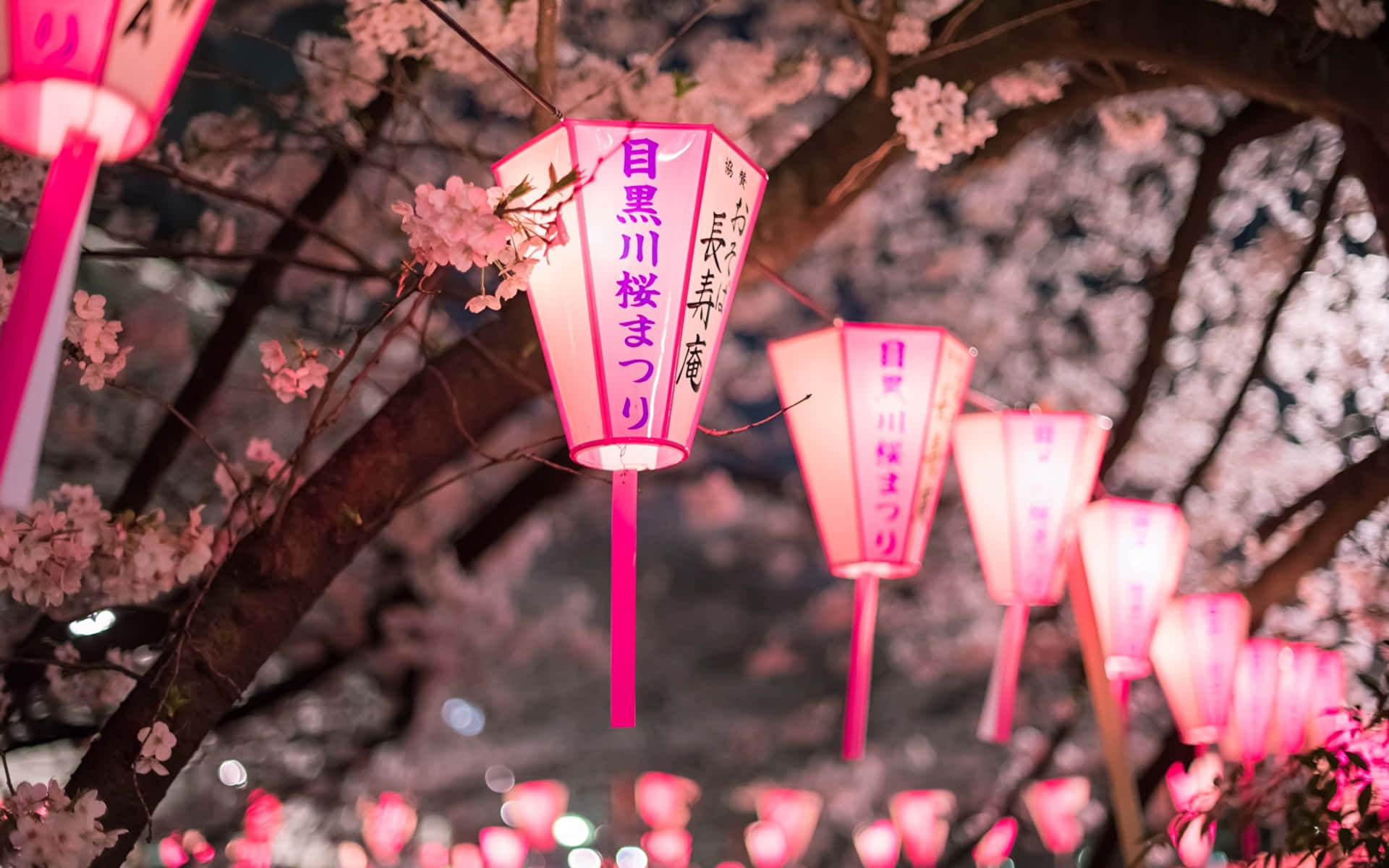 Night Cherry Blossom 桌布 壁紙 — 粉紅色紙燈籠在漆黑的夜空下，於盛開的櫻花之間溫暖地發光。