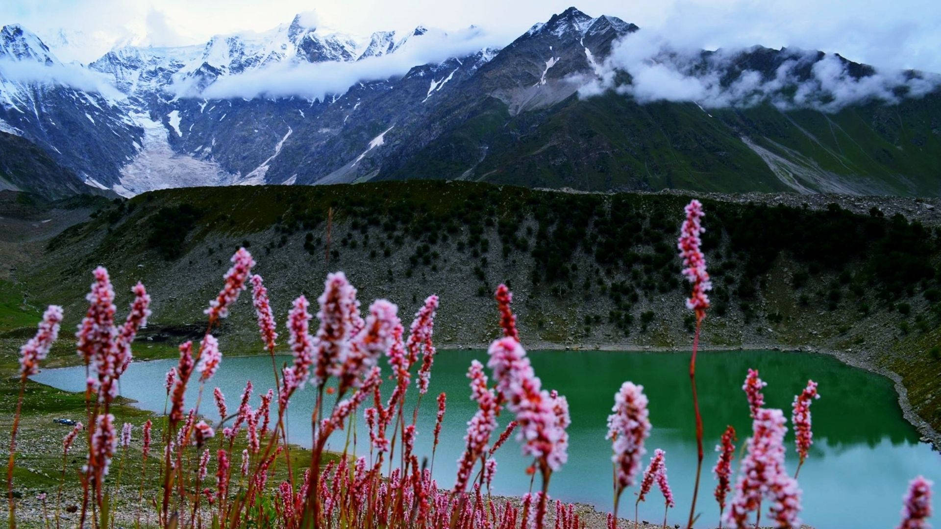 Pakistan 桌布 壁紙 — 粉紅色花朵在前景盛開，旁邊是碧綠色的湖泊，坐落於雲霧繚繞的雪山之間。