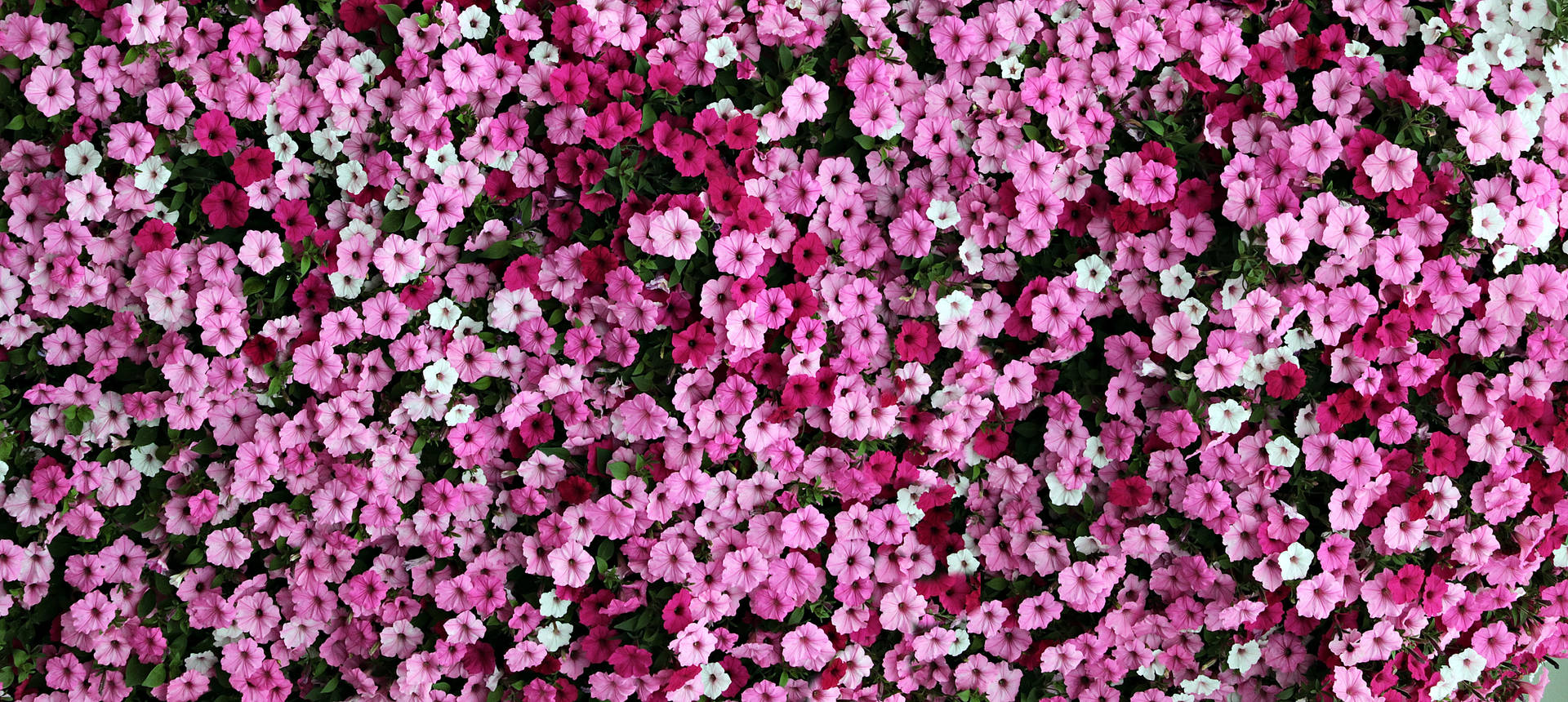 粉紅色花瓣花牆 — 花 壁紙