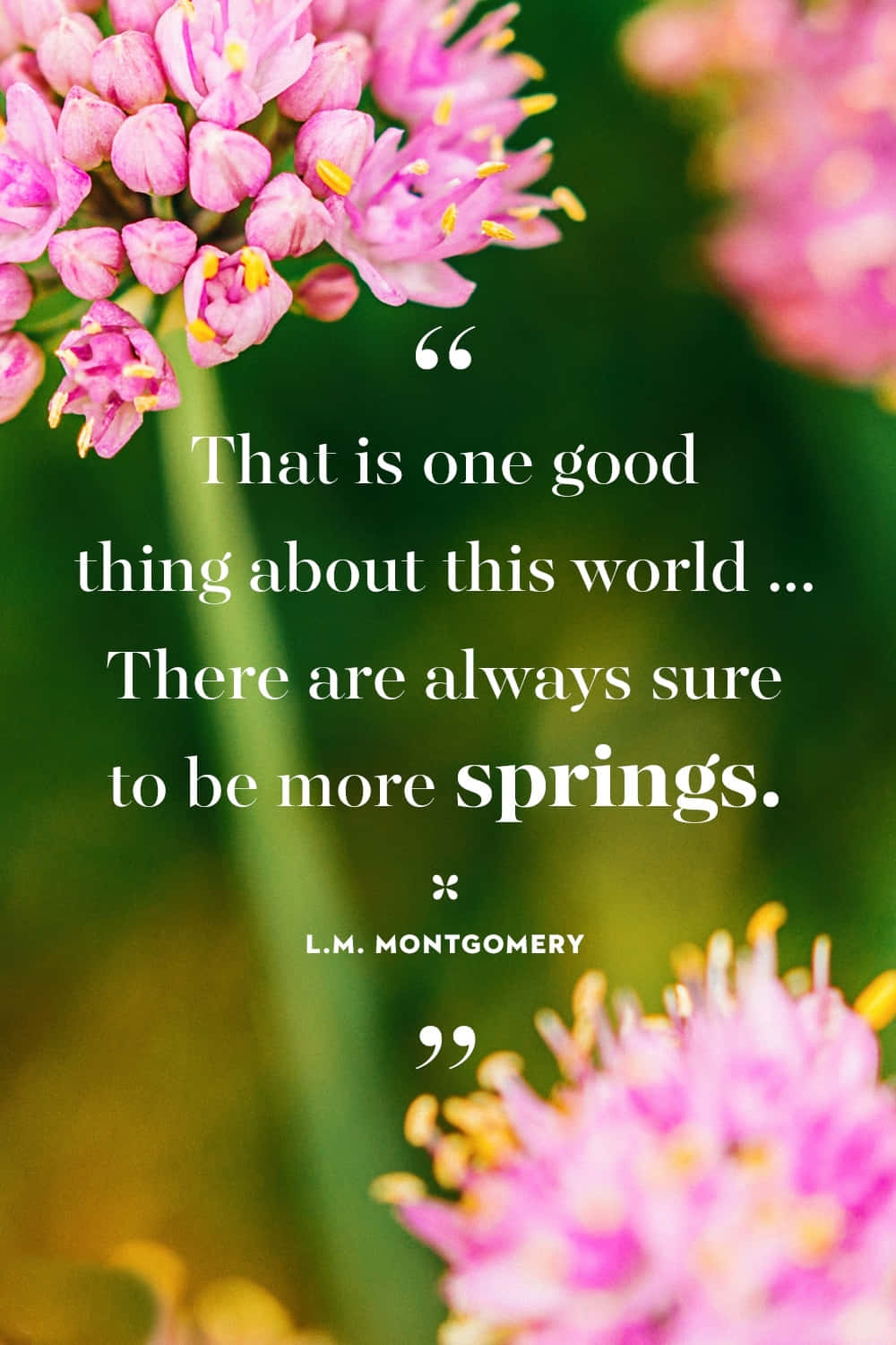 Spring Quotes 桌布 壁紙 — 粉紅色花簇配黃色雄蕊，在柔和的綠色背景上框住 L M Montgomery 的語錄。