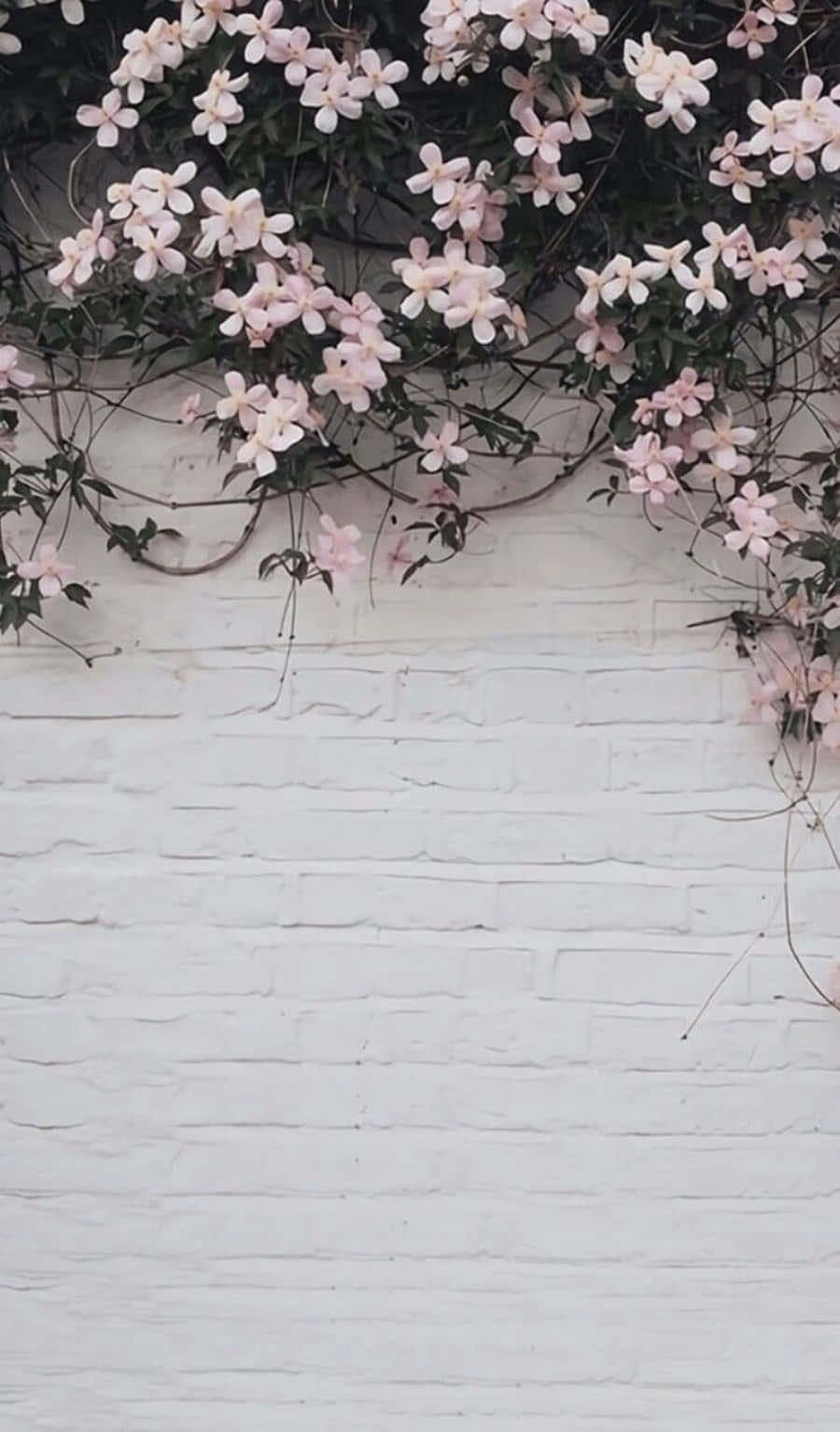 Pink And White Aesthetic 桌布 壁紙 — 粉紅色茉莉花如瀑布般垂落在白色磚牆上，營造出柔和浪漫的對比。
