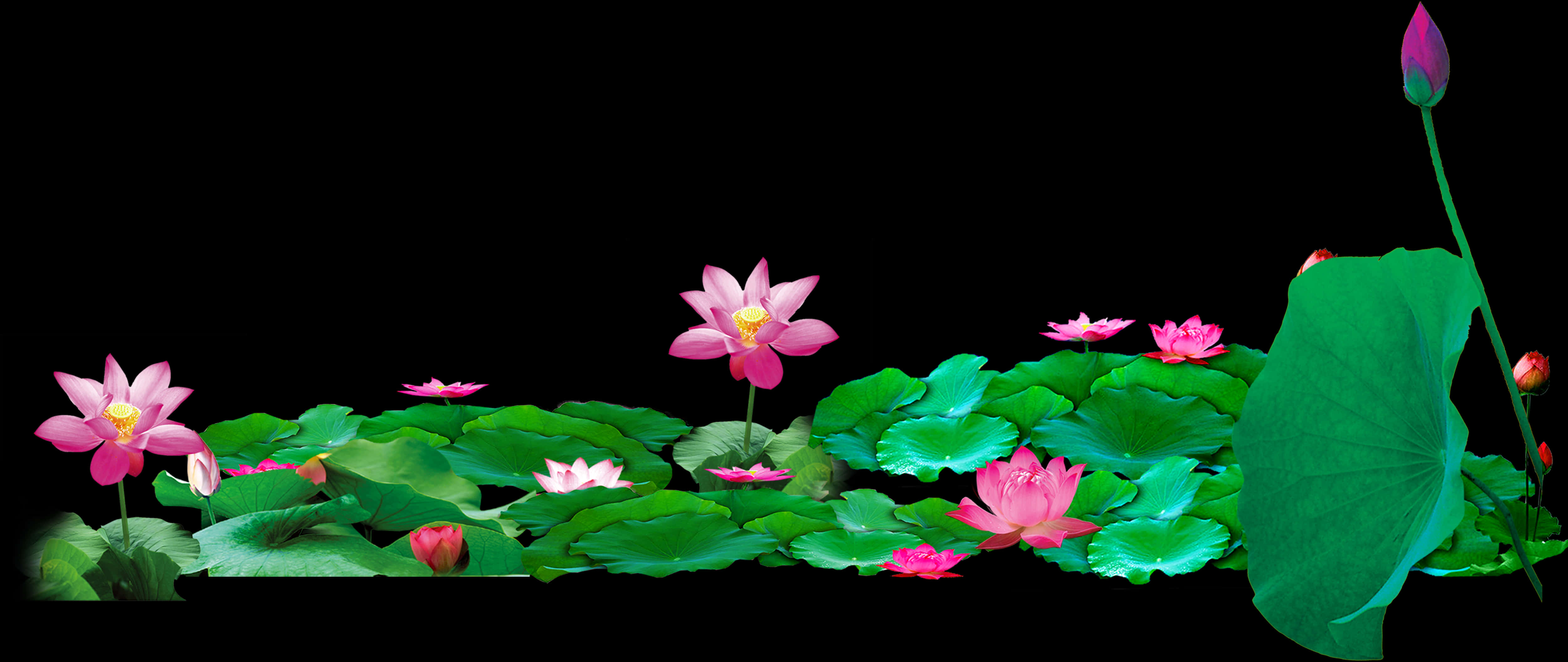 lotus 桌布 壁紙 — 粉紅色蓮花和大型綠色葉子在黑色背景的深色水面上寧靜地漂浮。