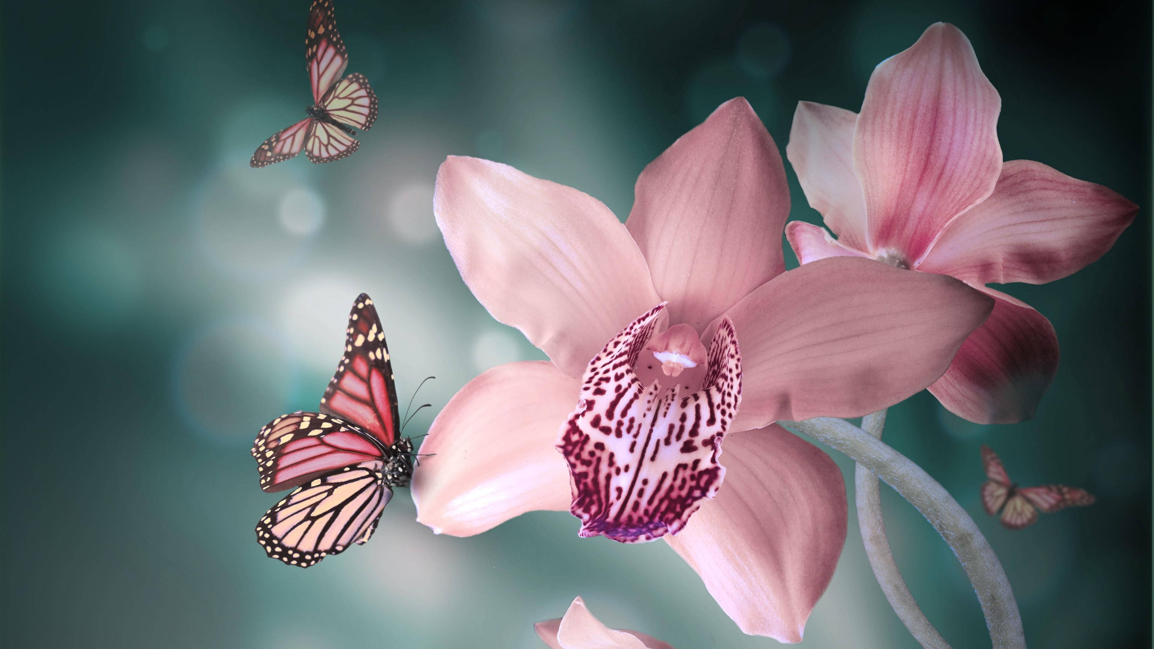 Butterflies 桌布 壁紙 — 粉紅色蘭花帶有斑點中心盛開，帝王蝶在柔和的青綠色散景背景中飛舞。