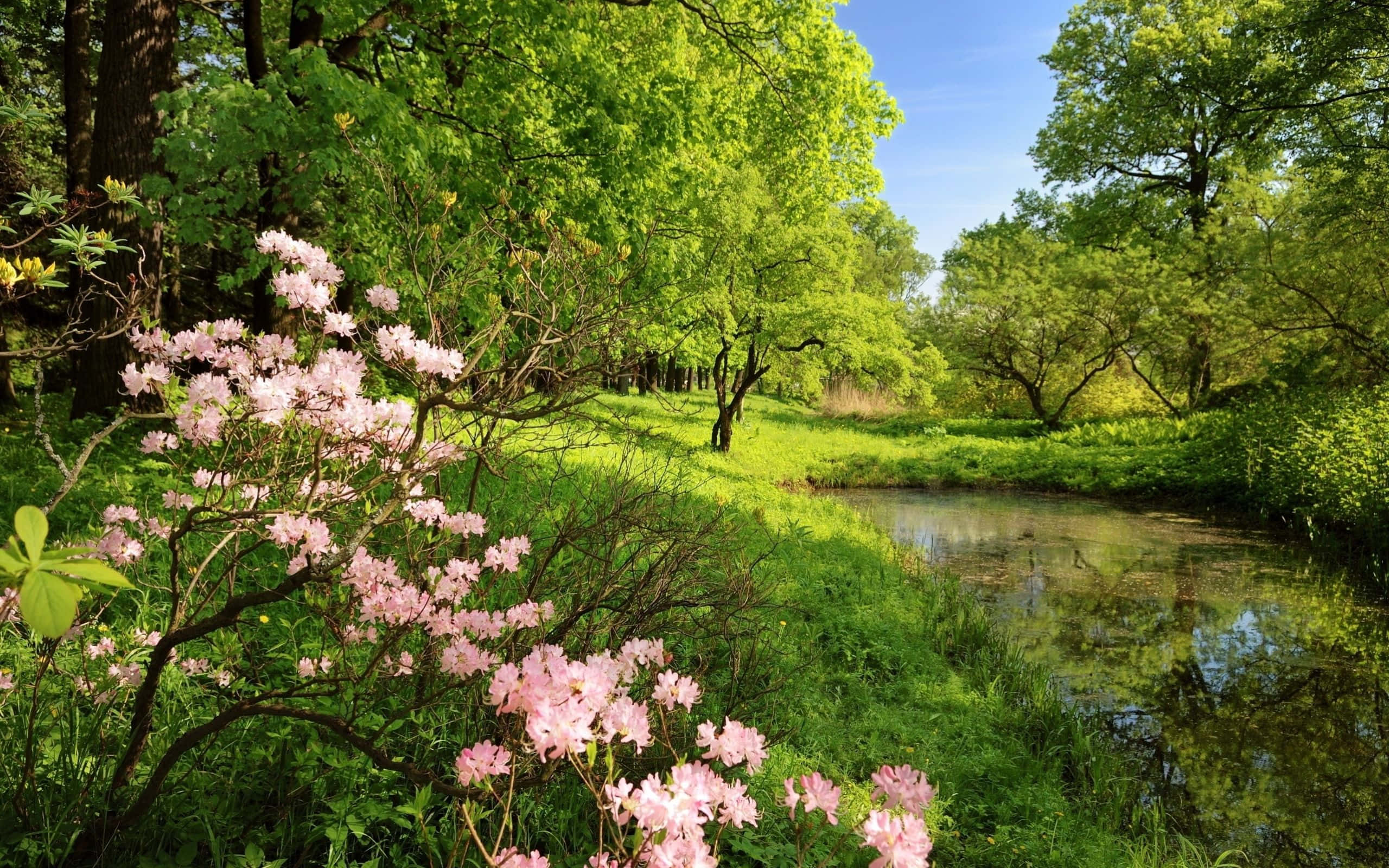 Spring River 桌布 壁紙 — 粉紅色開花灌木排列在一條平靜的小溪旁，小溪蜿蜒穿過陽光明媚的綠色森林，上方是清澈的藍天。