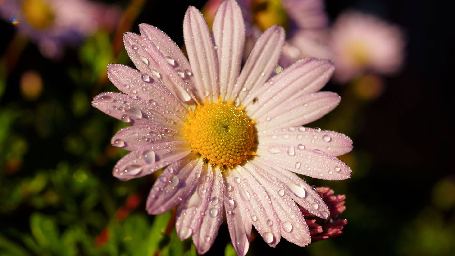 花朵 4K 桌布 壁紙 — 粉紅色雛菊的特寫，花瓣上閃爍著露珠，背景為深色模糊。
