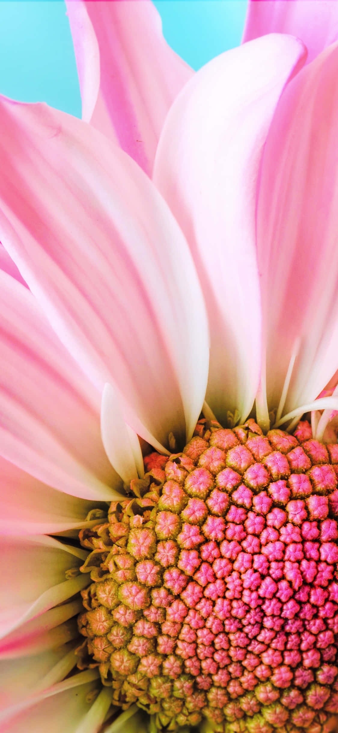 Daisy 桌布 壁紙 — 粉紅色雛菊的特寫，花瓣精緻，中心有紋理，背景為明亮的藍色。