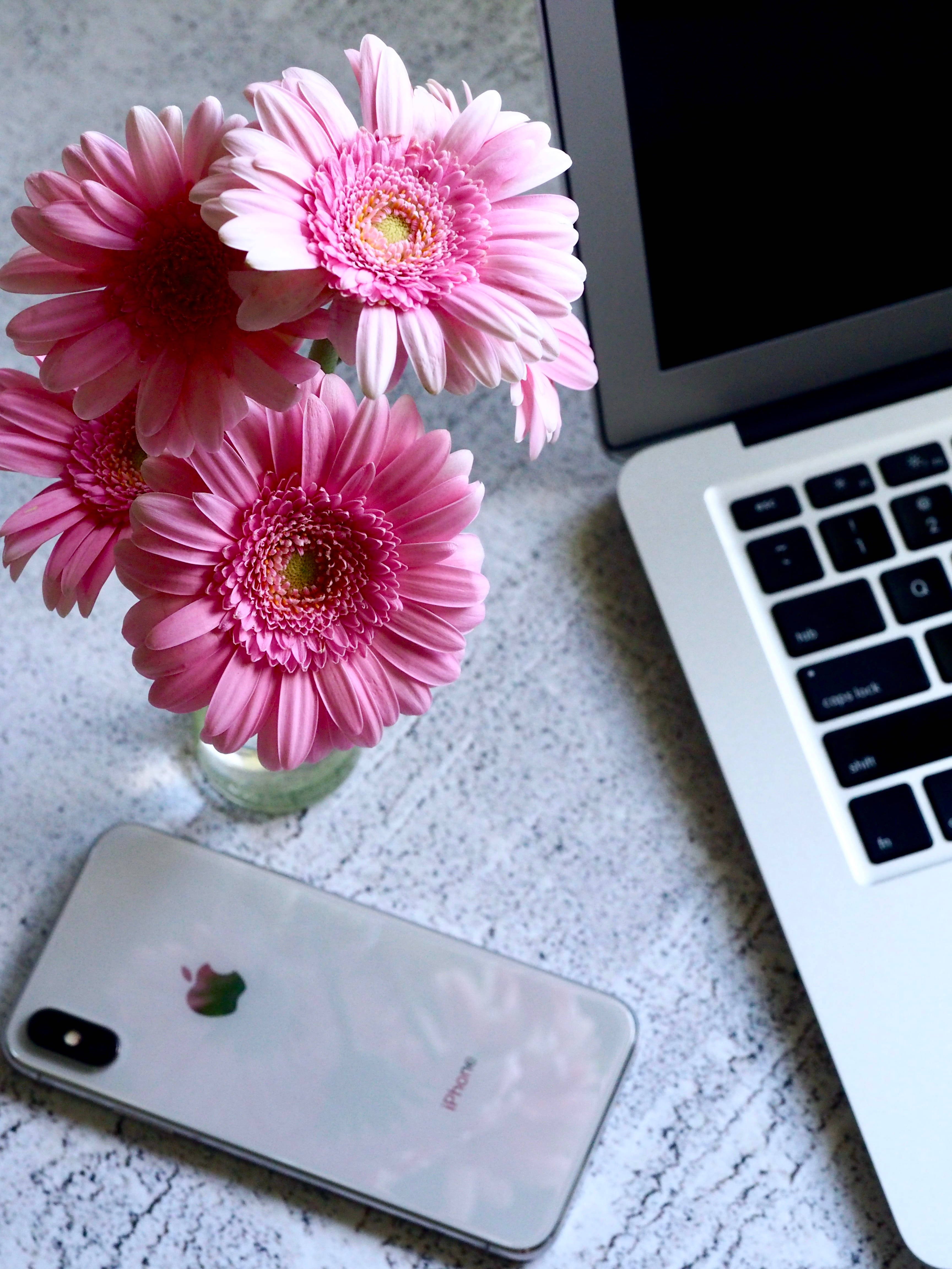 MacBook 動態圖片 桌布 壁紙 — 粉紅色非洲菊雛菊放在玻璃花瓶裡，旁邊是筆記型電腦和iPhone，放在有紋理的白色桌子上。