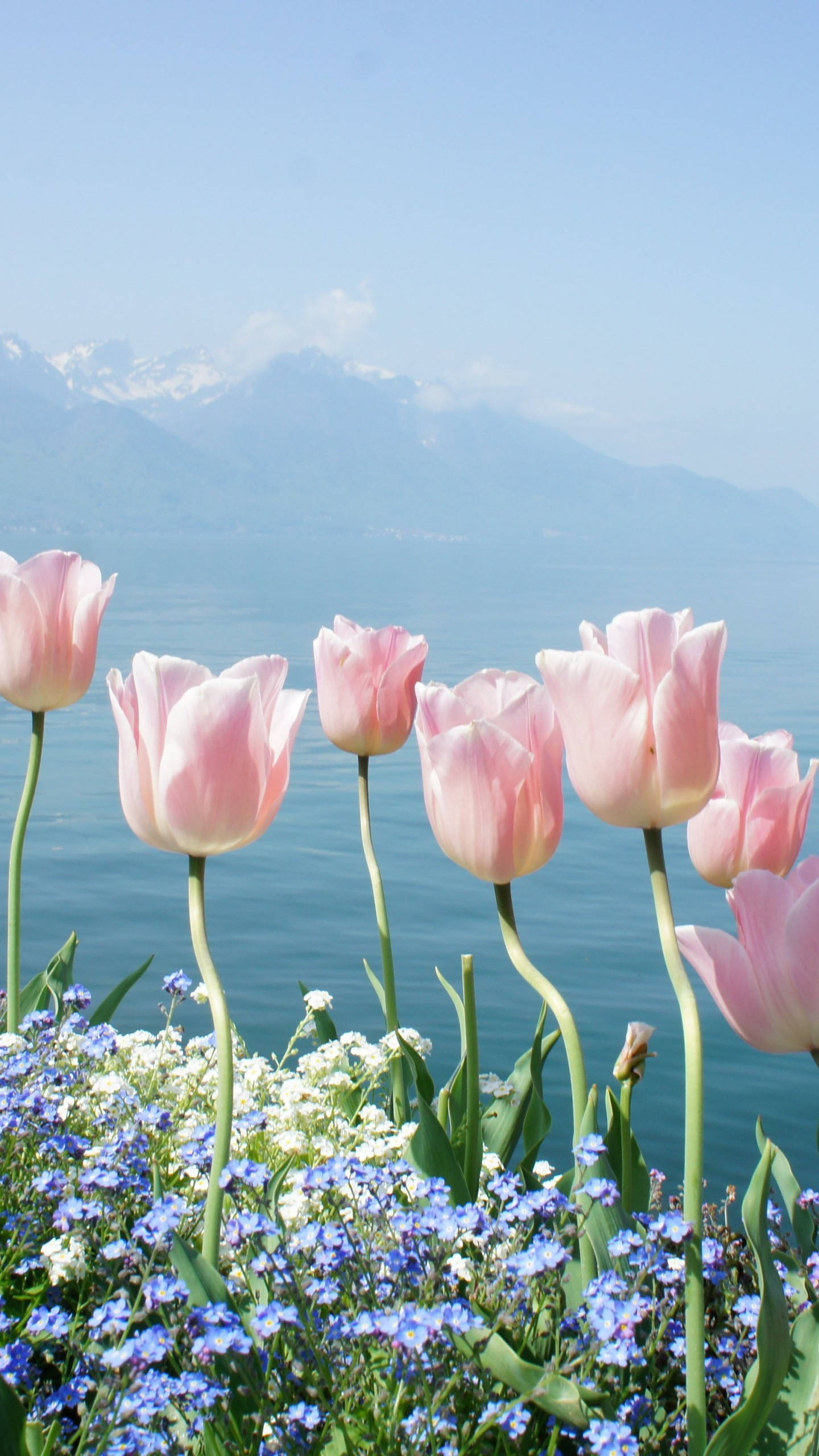 Tulips 桌布 壁紙 — 粉紅色鬱金香和藍色勿忘我在寧靜的湖邊盛開，背景是白雪覆蓋的山峰，天空清澈湛藍。