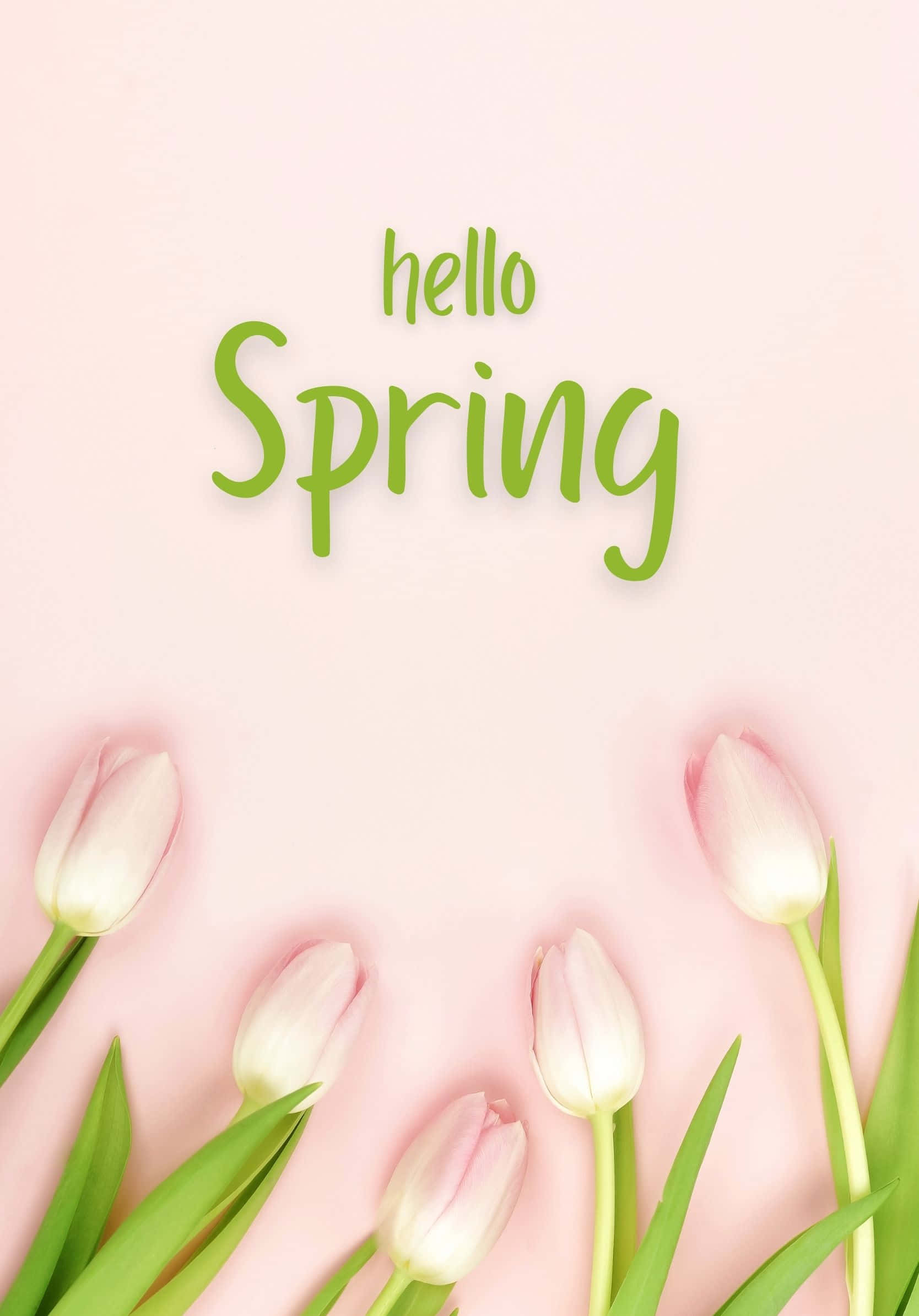 Spring Aesthetic 桌布 壁紙 — 粉紅色鬱金香框住柔和粉彩背景，配上綠色 'hello Spring' 文字，營造出歡快的春天問候設計。