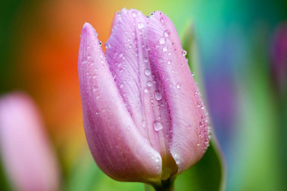 Droplets 桌布 壁紙 — 粉紅色鬱金香花蕾的特寫，在充滿活力的模糊彩虹背景上閃爍著露珠。