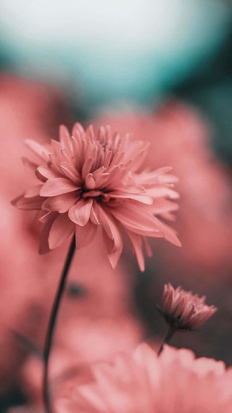 粉紅花朵在模糊背景中 壁紙