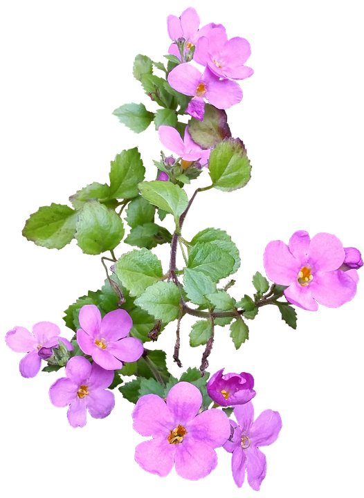 粉紅花朵枝條孤立 壁紙