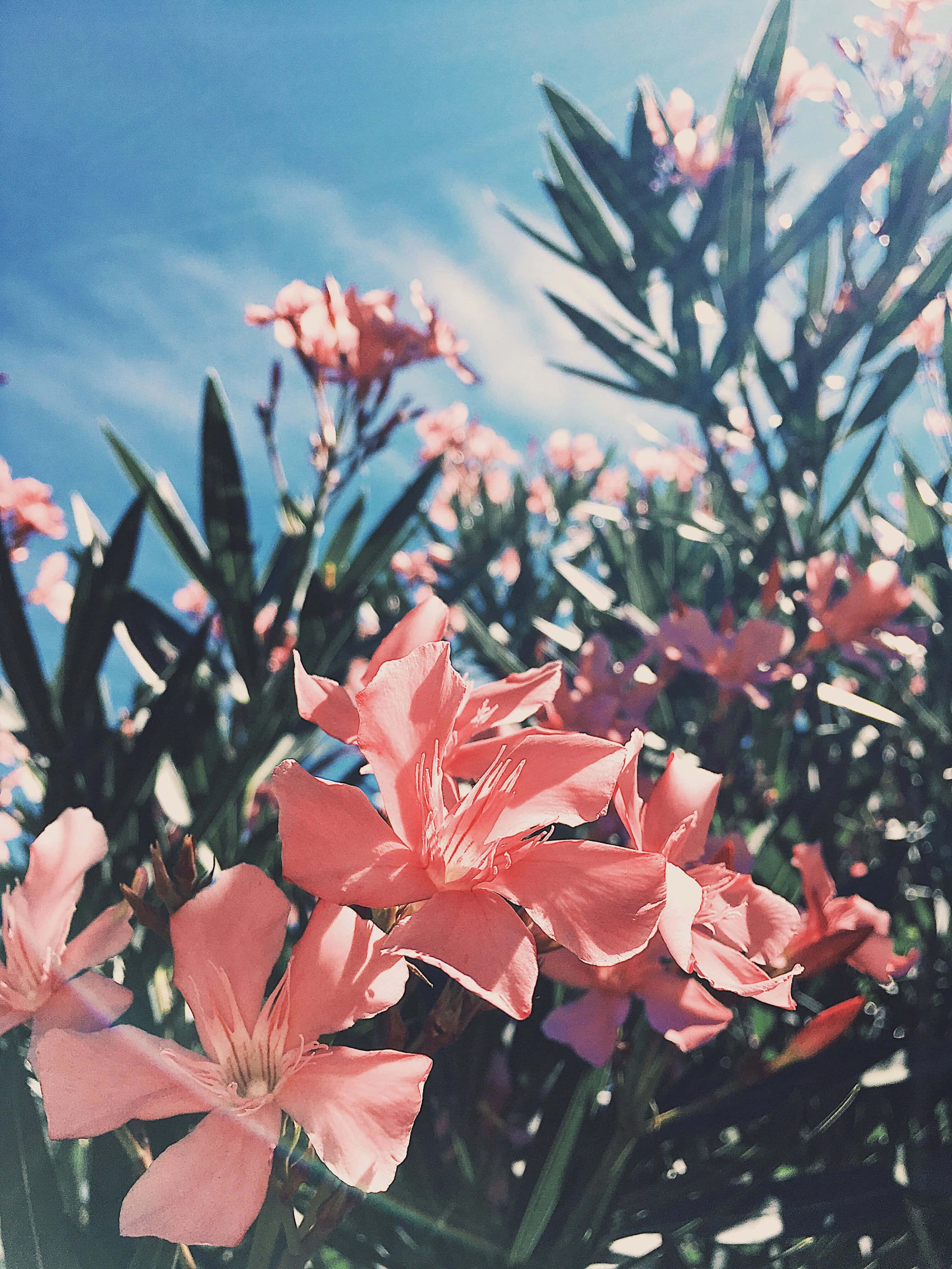 粉紅花朵盛開在灌木叢中 壁紙