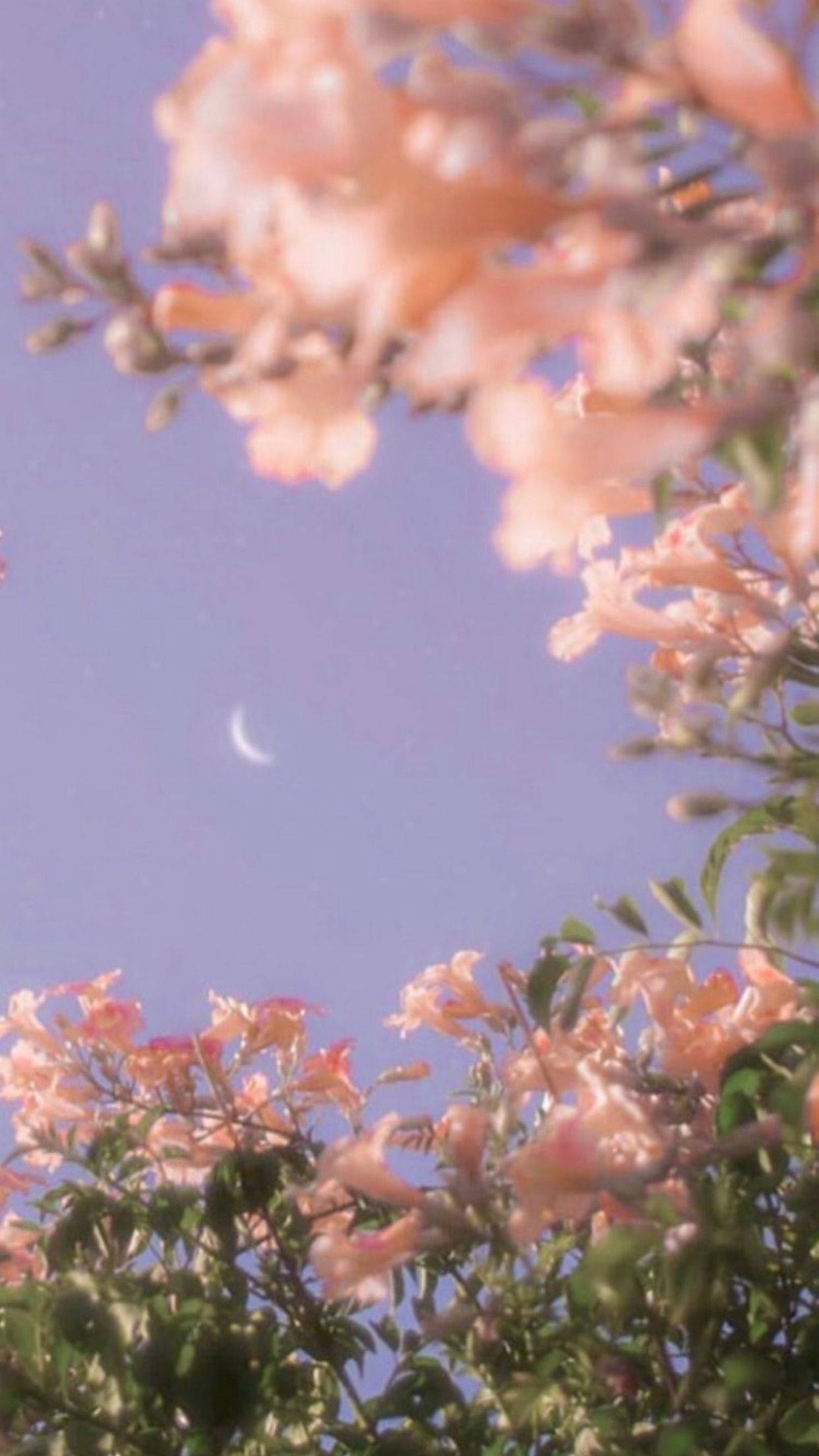 Spring Aesthetic 桌布 壁紙 — 粉紅花朵襯托著一彎新月，映在柔和的薰衣草色天空下，構成夢幻的春日景象。