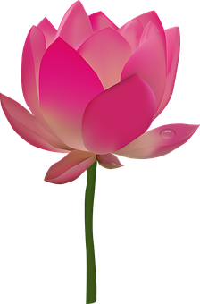 粉紅蓮花插畫 壁紙