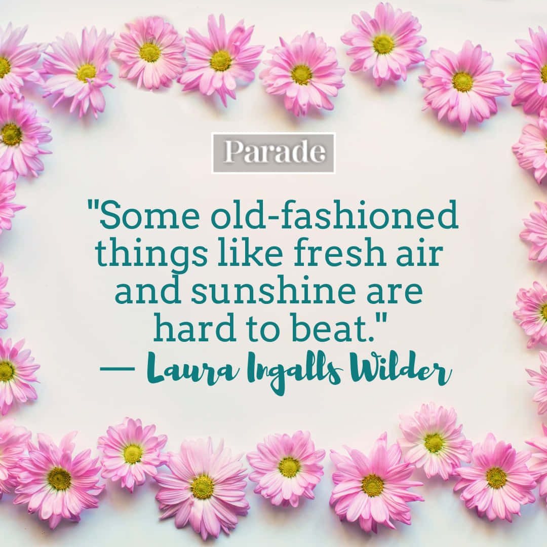 Spring Quotes 桌布 壁紙 — 粉紅雛菊在柔軟的白色背景上框住 Laura Ingalls Wilder 的藍綠色語錄。