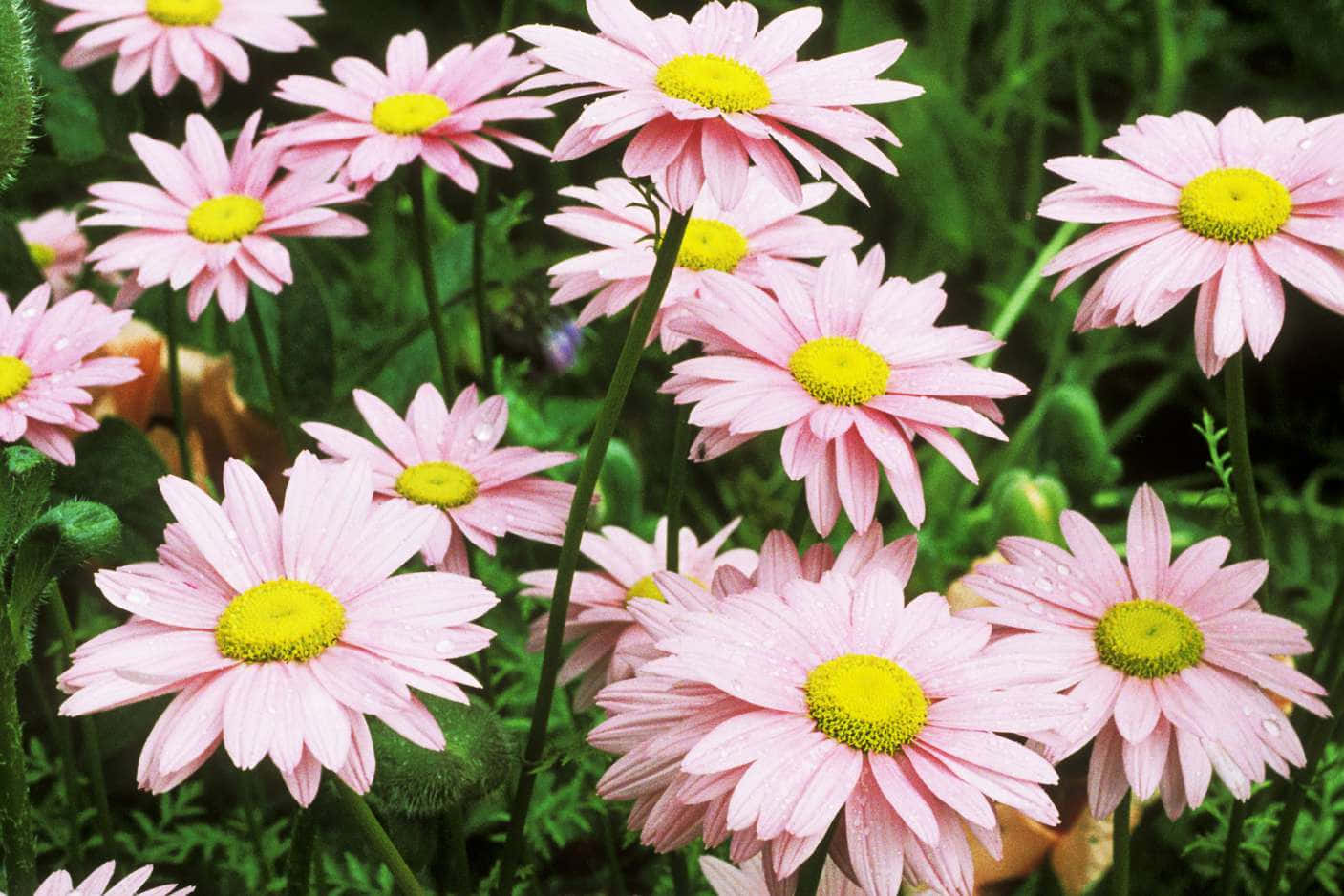 Daisy 桌布 壁紙 — 粉紅雛菊黃色花心，在佈滿露珠的翠綠田野中盛開。