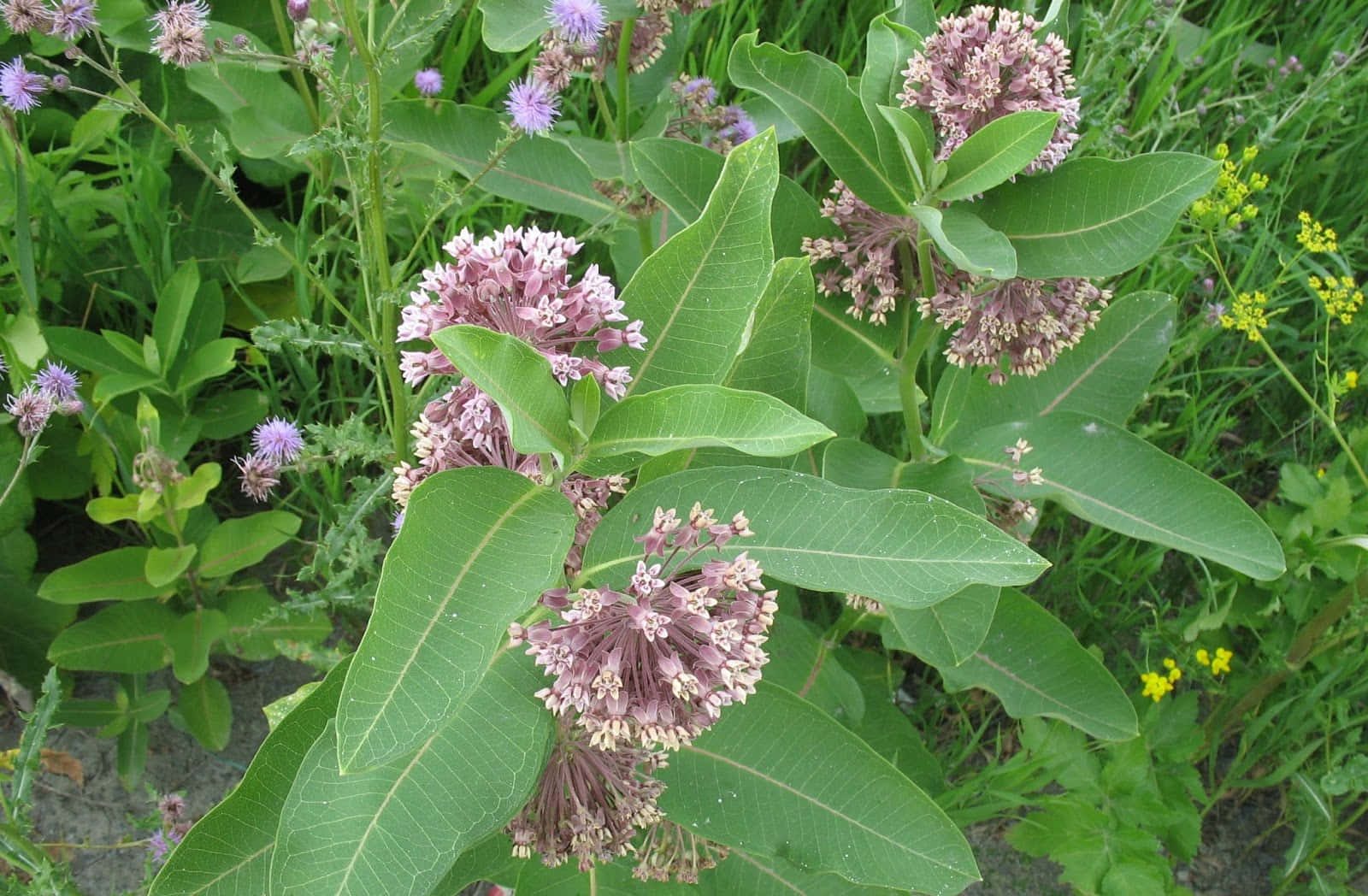 Milkweed 桌布 壁紙 — 粉紫乳草花在野生草地上寬闊綠葉間盛開的特寫。