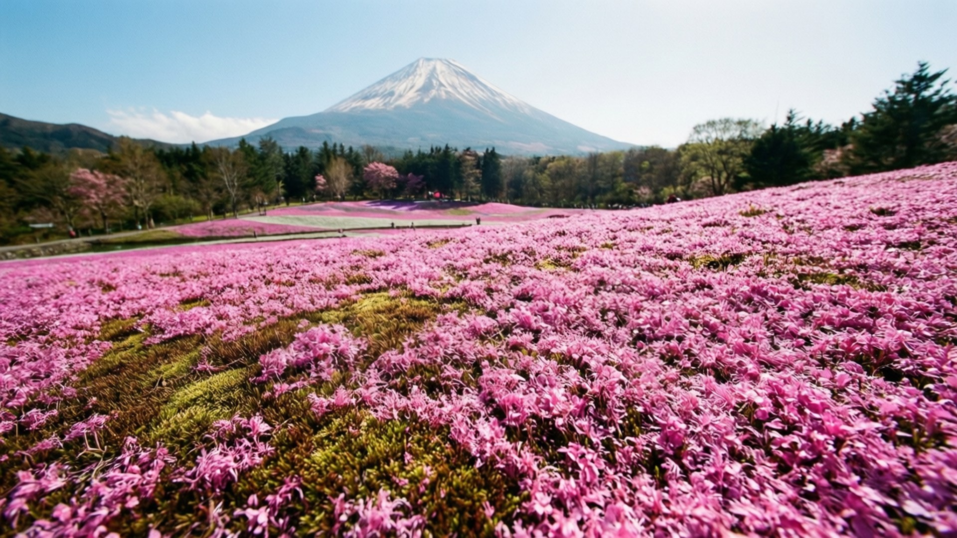 粉色芝櫻與富士山景 壁紙 — 廣闊的粉紅色杜鵑花田在清澈的藍天下盛開，富士山雄偉地聳立在背景中。