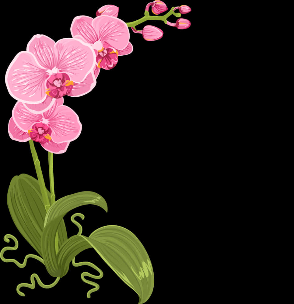 粉色蘭花插畫 壁紙
