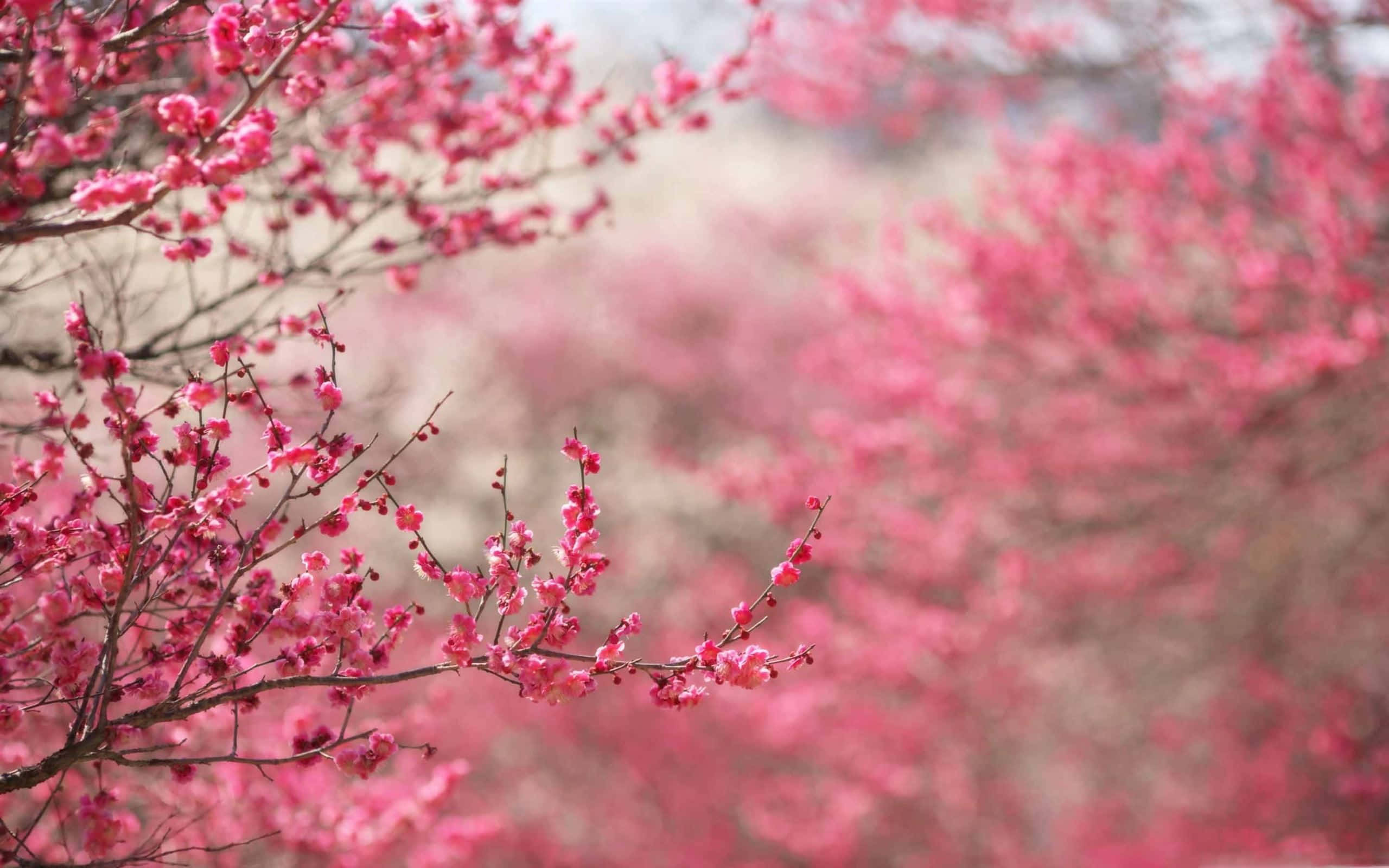 粉花春日波西米亞Mac 壁紙