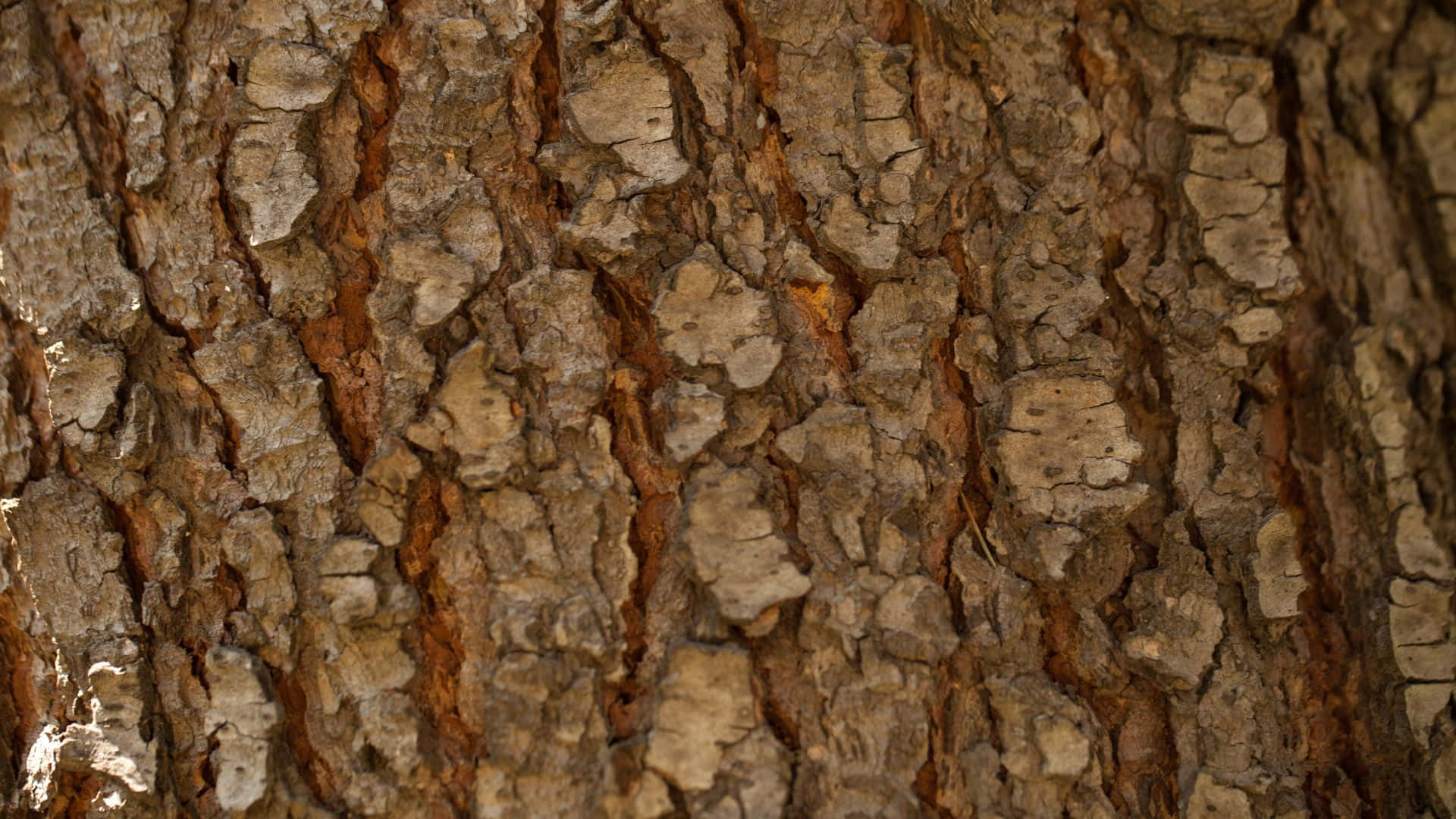 Textured 桌布 壁紙 — 粗糙樹皮的近距離特寫，帶有深溝和紋理化的灰褐色圖案。
