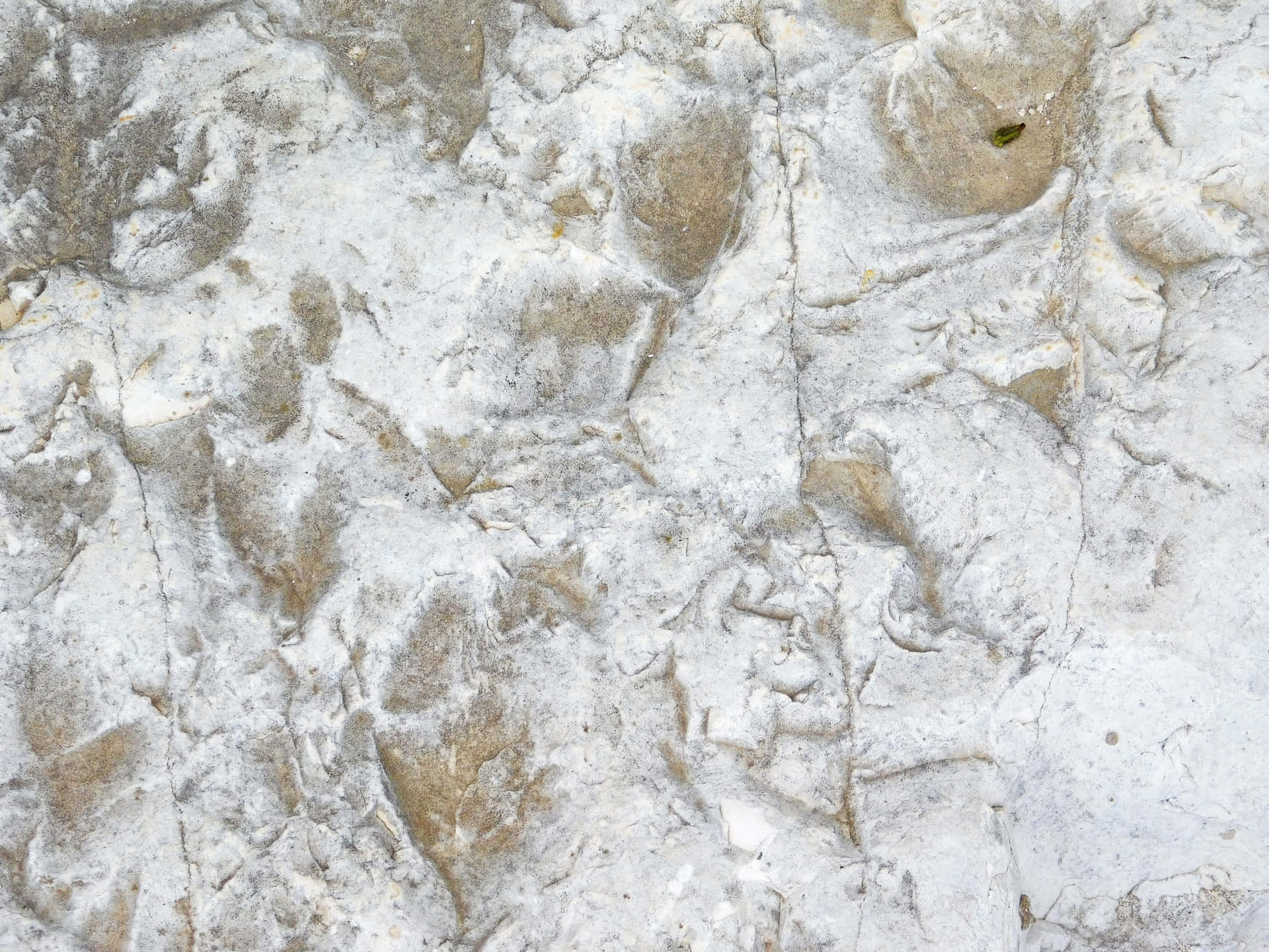 Stone texture 壁紙 — 粗糙白色和米色紋理岩石表面的特寫，帶有自然裂縫和微妙的泥土色調。