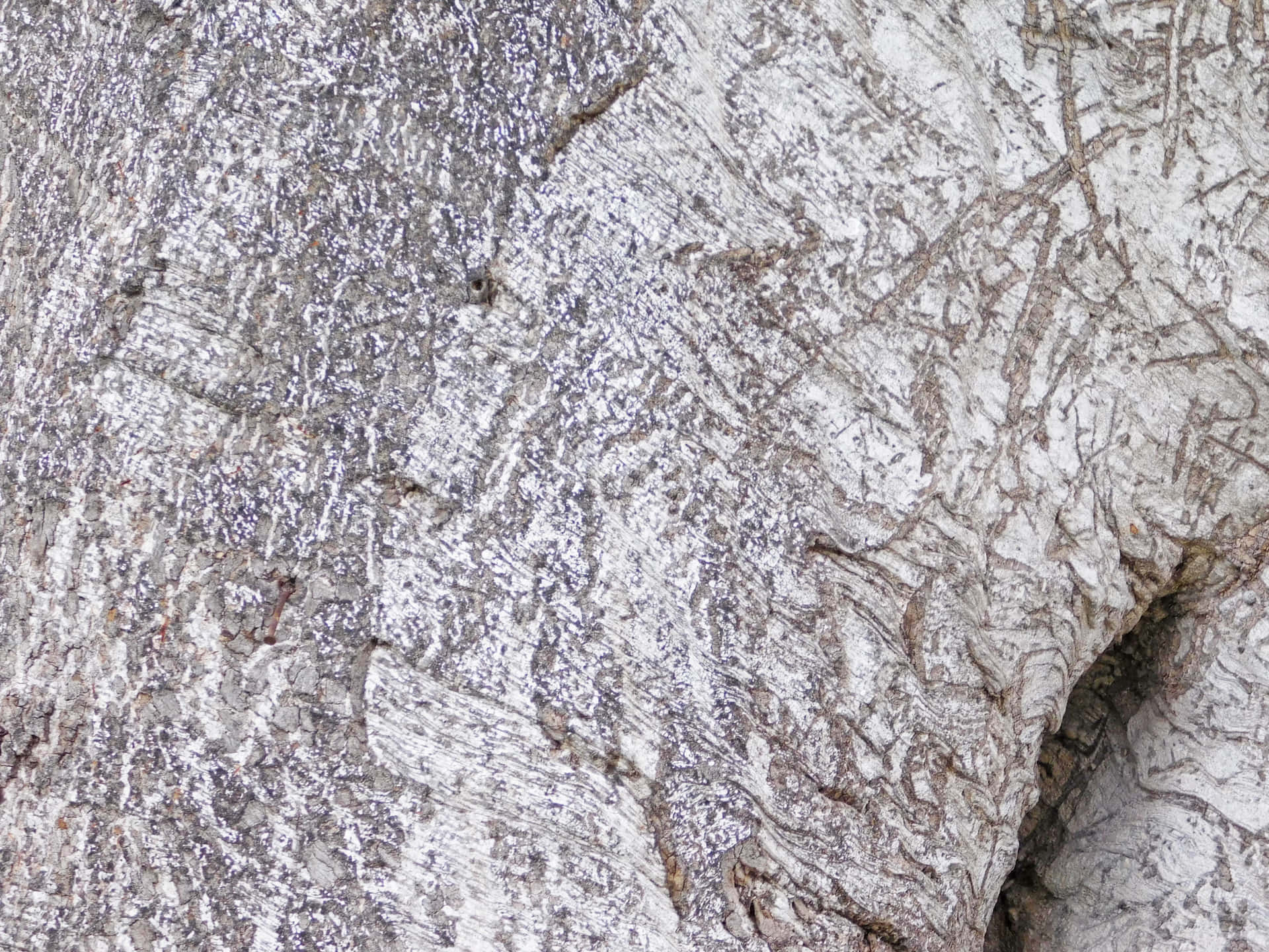 Tree trunk texture 壁紙 — 粗糙白色樺樹皮的近距離特寫，帶有複雜的自然圖案和微妙的灰褐色標記。