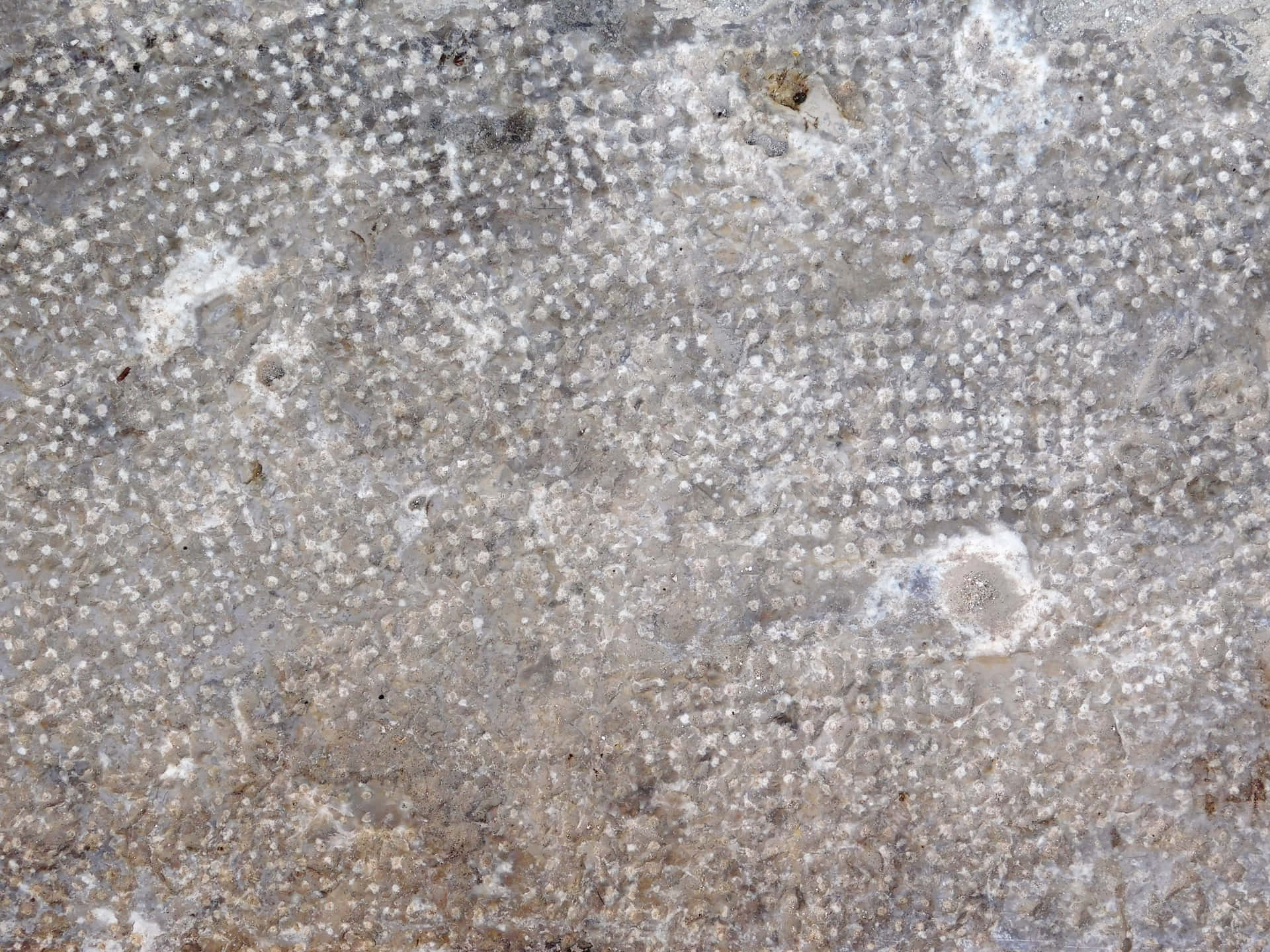 Stone texture 壁紙 — 粗糙紋理石頭表面的特寫，帶有散落的白色斑點和灰褐色斑塊。