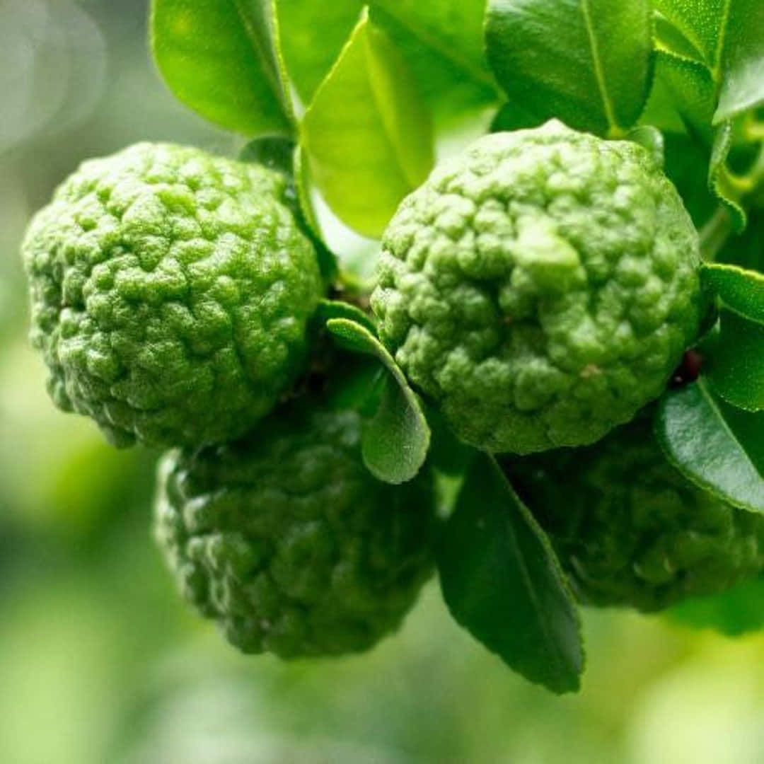 citrus 桌布 壁紙 — 粗糙綠色柑橘類水果的特寫，懸掛在充滿活力的綠葉之間，背景柔和散景。