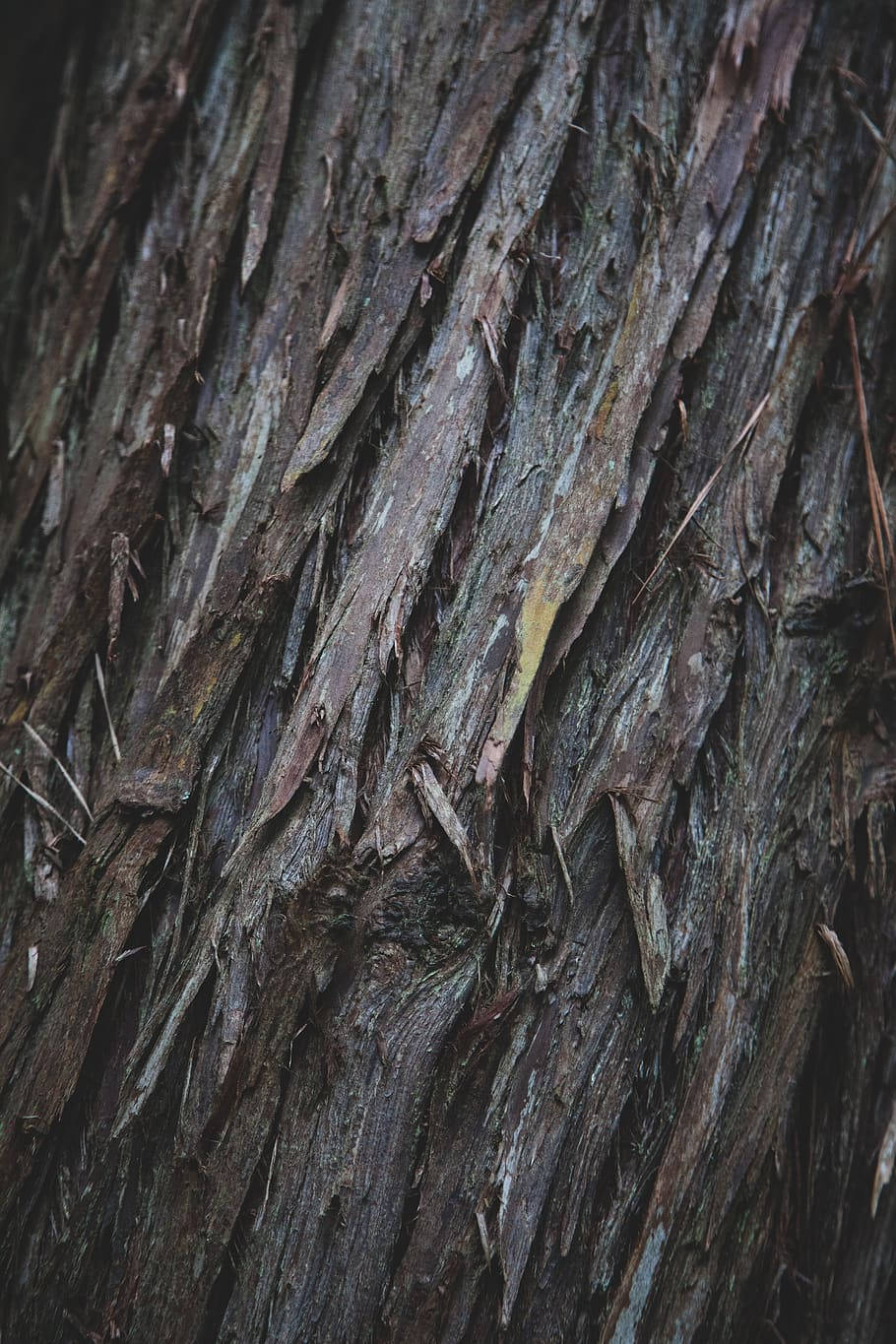 trees 桌布 壁紙 — 粗糙風化樹皮的近距離特寫，帶有深溝和剝落層，色調柔和的大地色系。