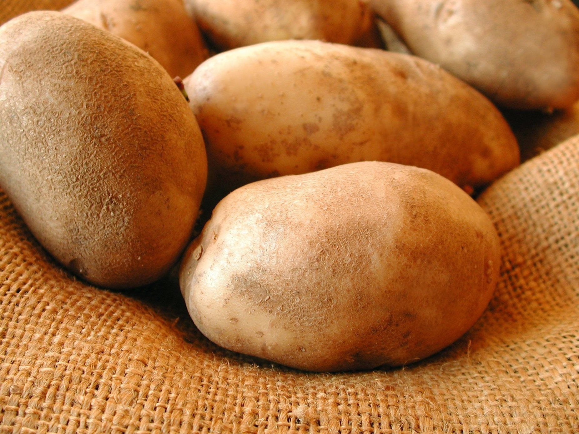 Potato 桌布 壁紙 — 粗糙麻布上的泥土棕色馬鈴薯特寫，表皮有紋理和自然瑕疵。