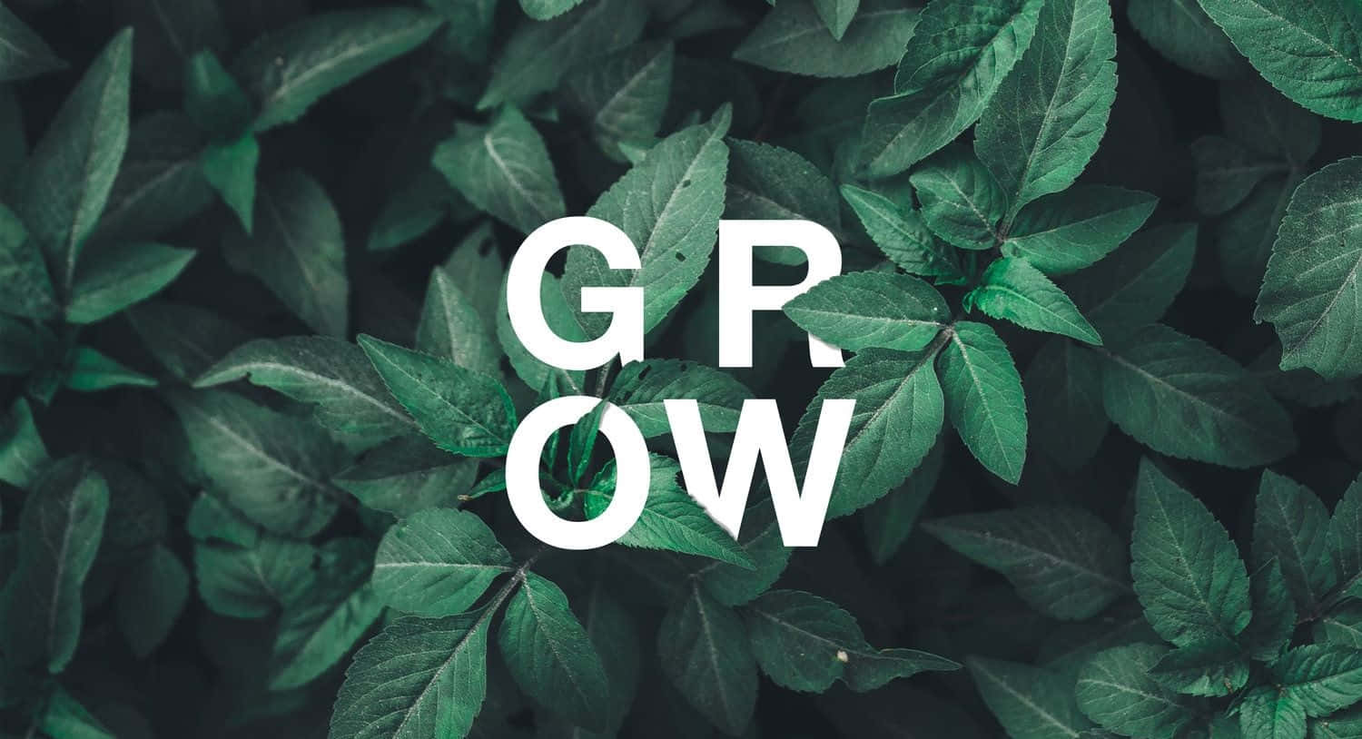 葉子 桌布 壁紙 — 粗體白色文字 GROW 從茂密翠綠的葉子田野中浮現，帶有深色陰影。