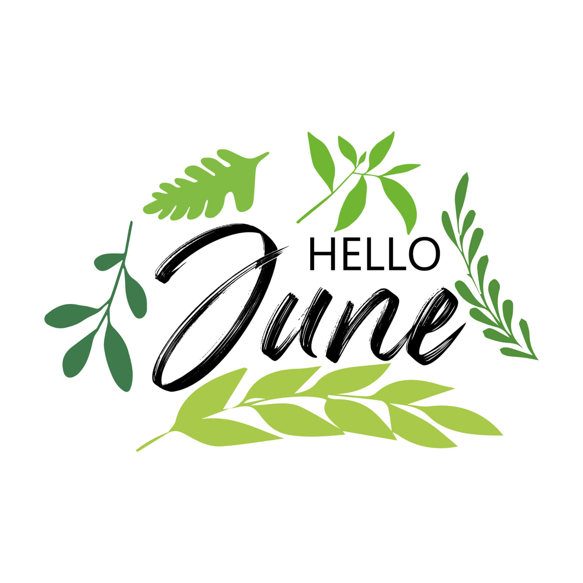 藝術 桌布 壁紙 — 粗體黑色字體寫著 hello june，周圍環繞著風格化的綠色樹葉，背景為潔淨的白色。