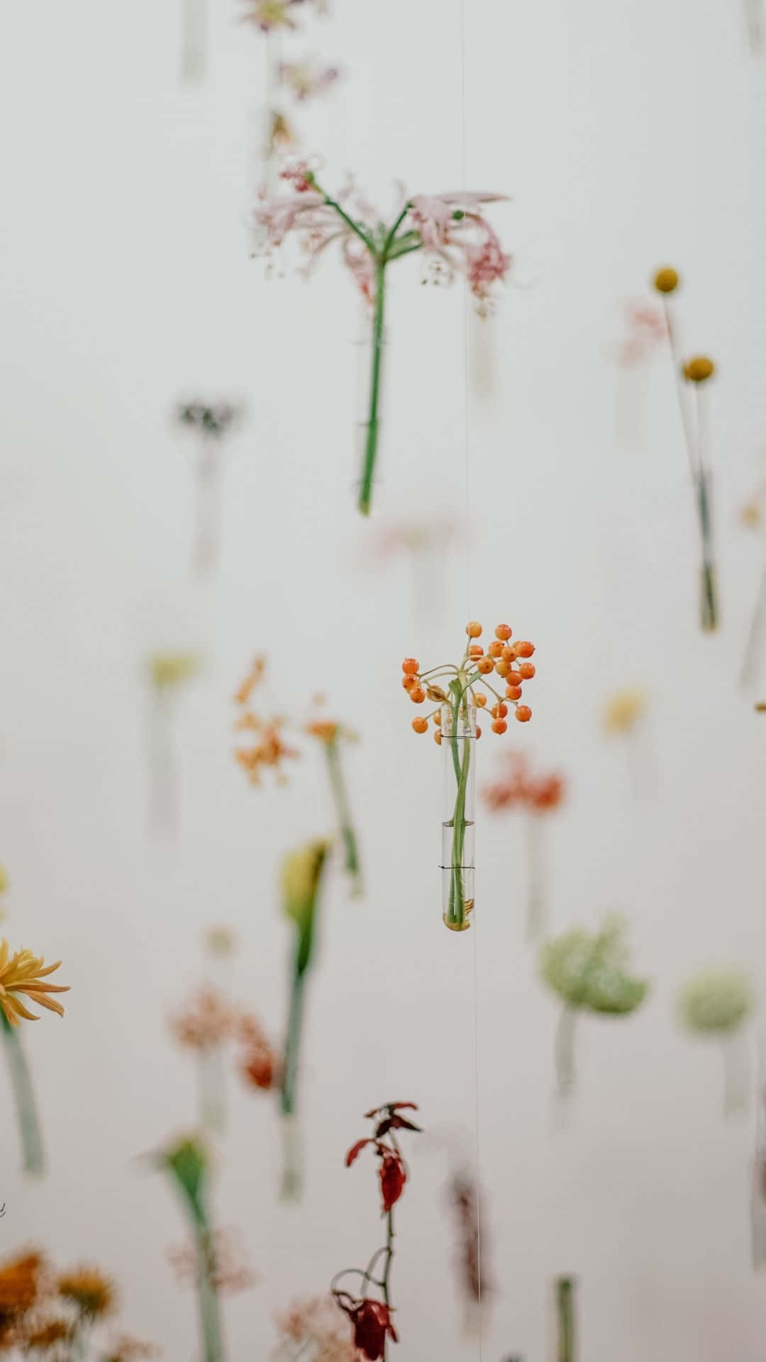 Minimalist Flower Computer 桌布 壁紙 — 精緻懸掛在玻璃瓶中的花朵在柔軟的白色背景上漂浮，營造出夢幻般的植物展示。